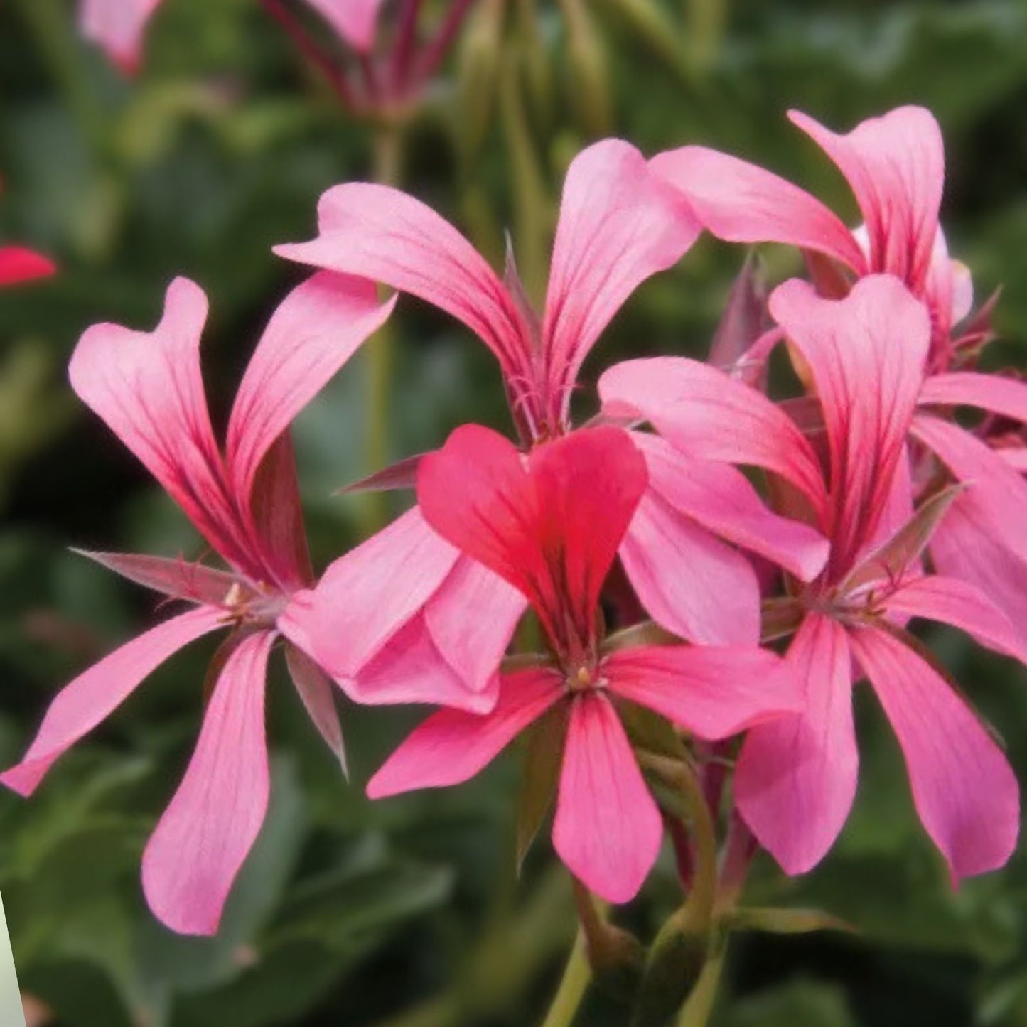 Geranium Cuttings 6" Cascade Pink Pelargonium Live Flower Plants Unrooted Garden Bedding Plant