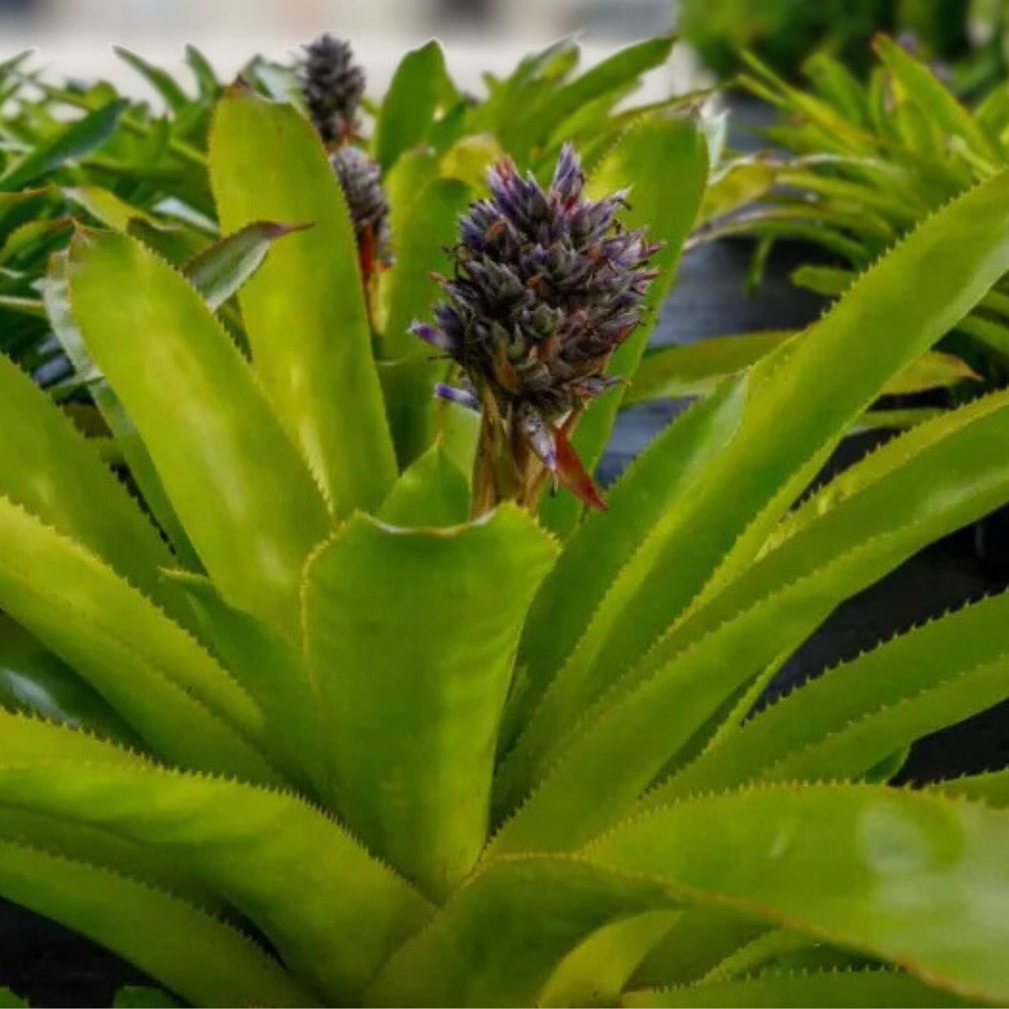 Bromeliad Plant 9" Pot Witrukia Superbum Tropical Indoor Houseplant Exotic Greenery for Home Decor