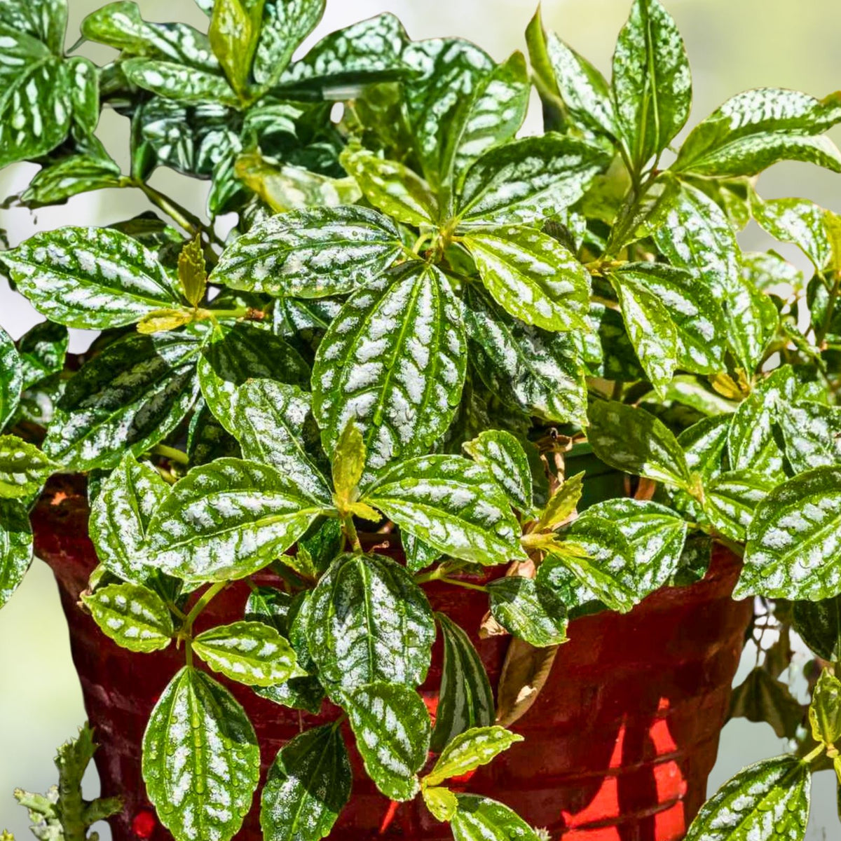 Pilea Plant 4" Pot Watermelon Variety Pilea Cadierei Indoor Houseplant Metallic Silver Patterns