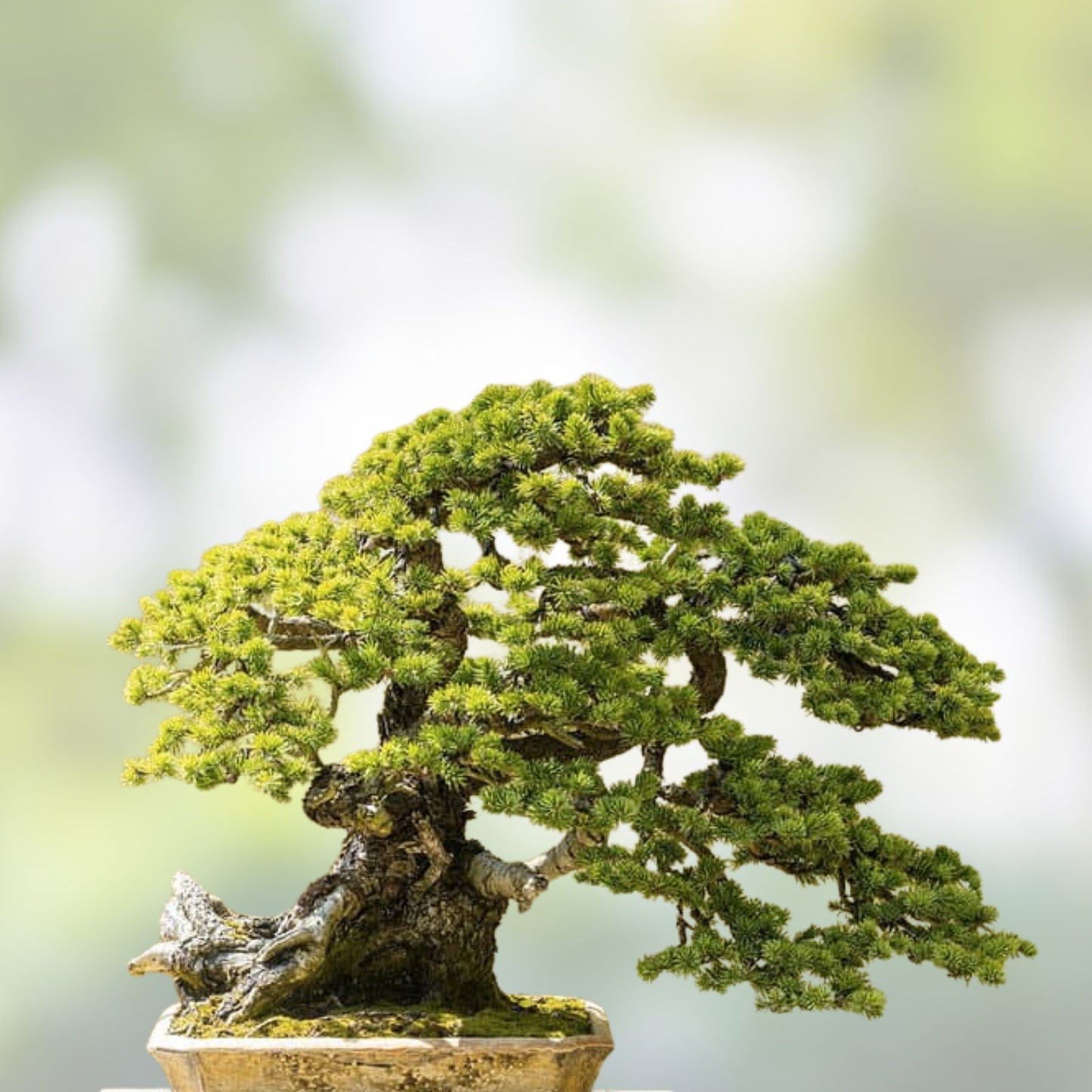 Black Spruce Bonsai Tree Seeds - 20 Pack - Coniferous Tree Seeds - Picea mariana - Indoor Garden Planting Kit