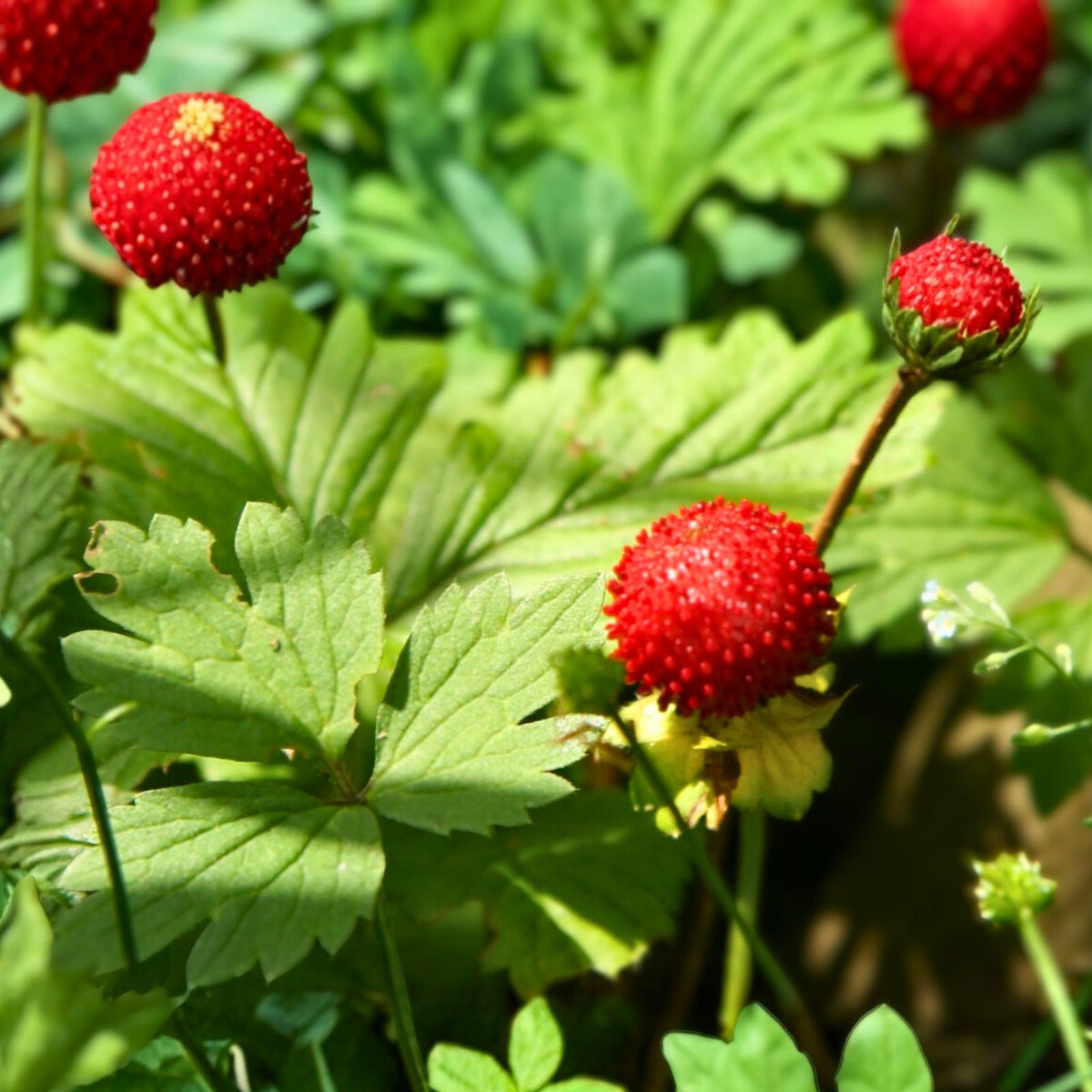 Wild Mock Strawberry Bare Root Plants - 100+ Edible Medicinal Herb - Duchesnea indica