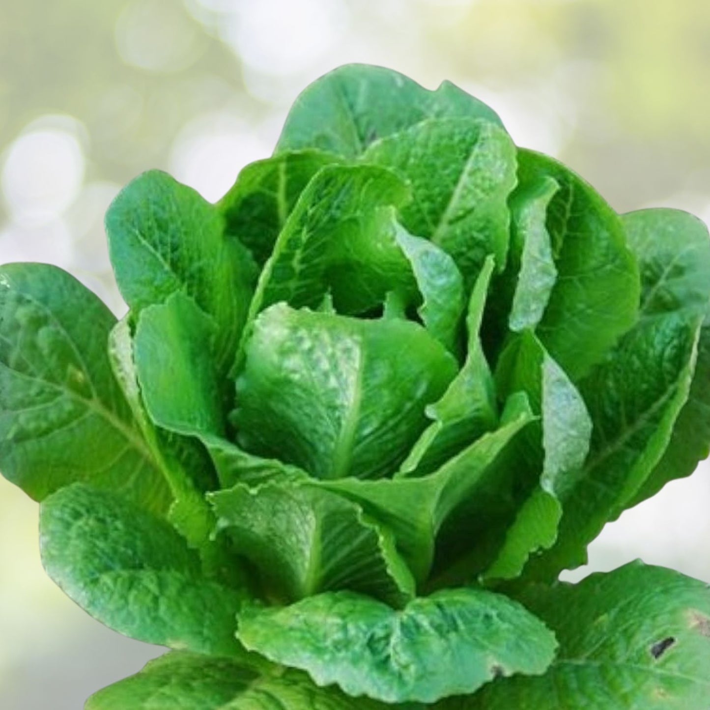 Romaine Lettuce Seeds 500 Count – Paris Island Heirloom Organic Non-GMO Garden Seeds Lactuca sativa