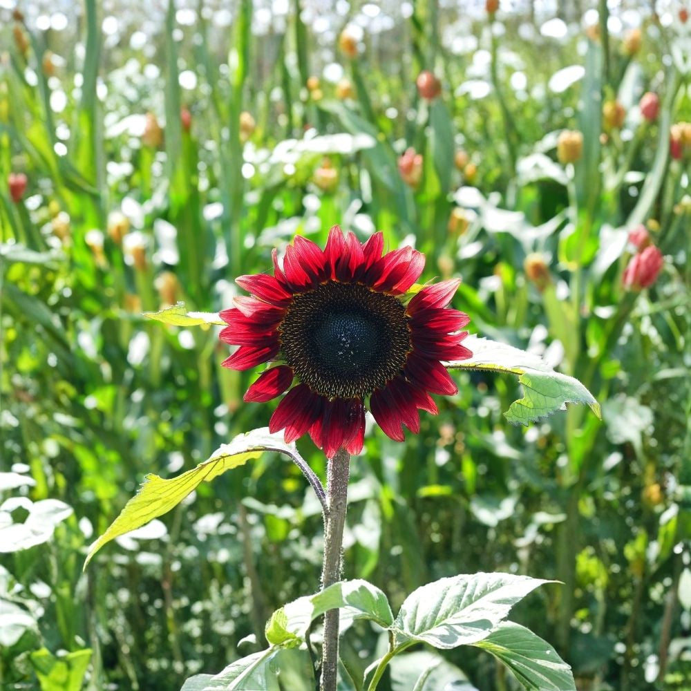 Velvet Queen Sunflower Seeds 50 Organic Heirloom Seeds Helianthus annuus USA Grown