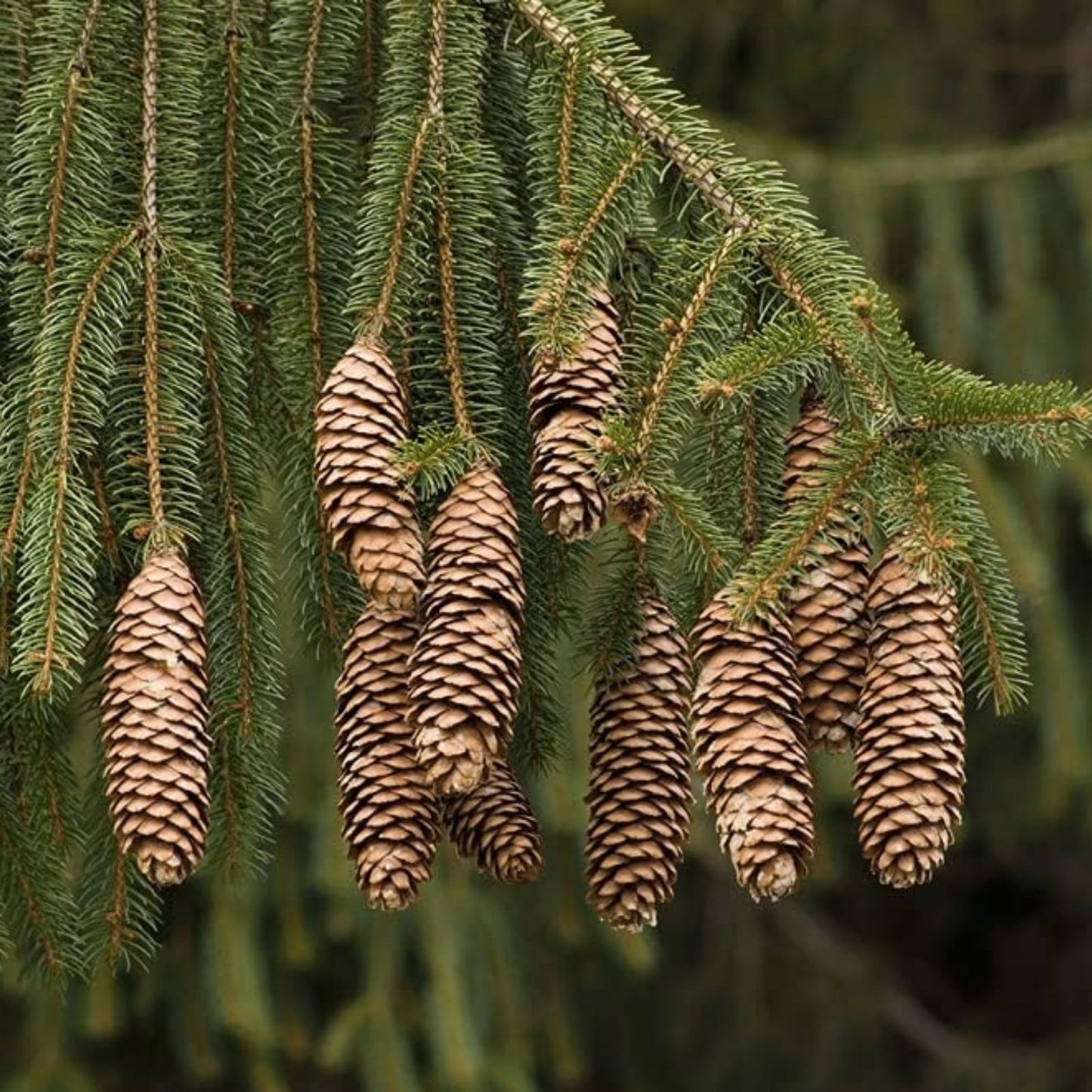 Norway Spruce Tree Seeds - 50 Pack - Picea Abies - Evergreen Conifer Seeds for Planting and Landscaping