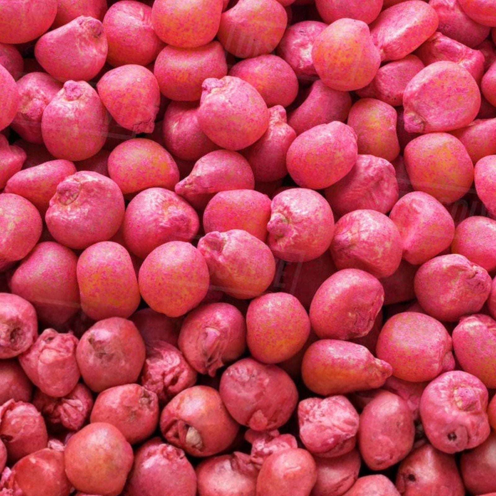 Dinner Getter Deer Food Plot Corn Seeds – 100 Seeds, High Yield, Deer Attractant, Zea mays