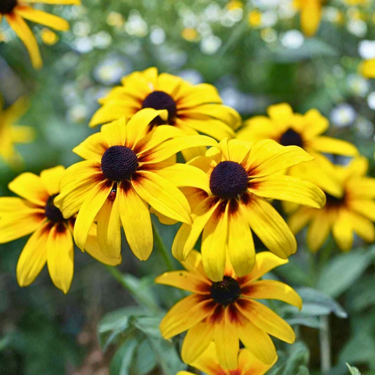 Black-Eyed Susan Plants 2+1 Free Perennial Golden Yellow Daisy Rudbeckia hirta Full Sun Blooms July-Oct