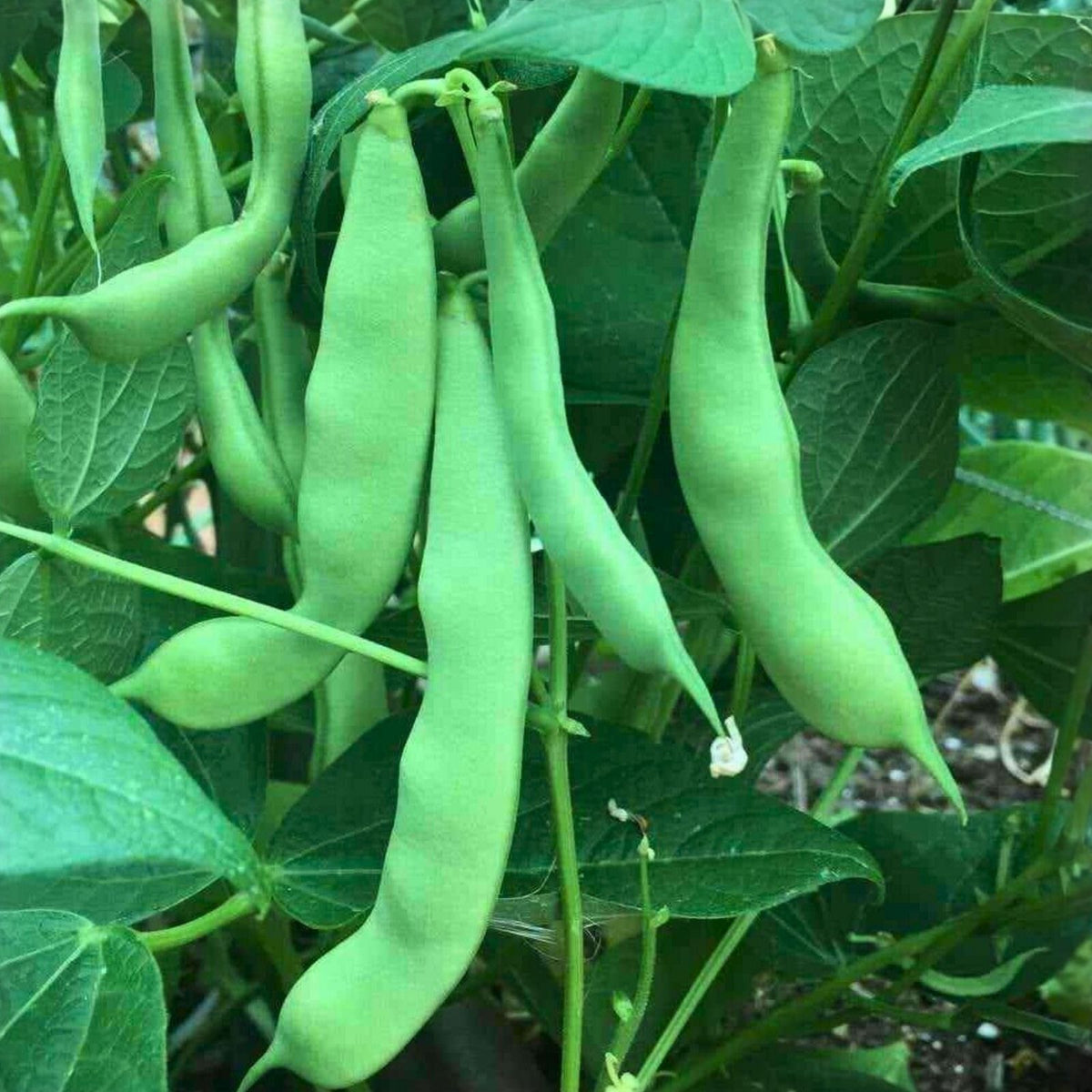 Heirloom Bean Seeds 500+ Non-GMO Commodore Bush Green Beans Organic Phaseolus vulgaris for Home Gardening