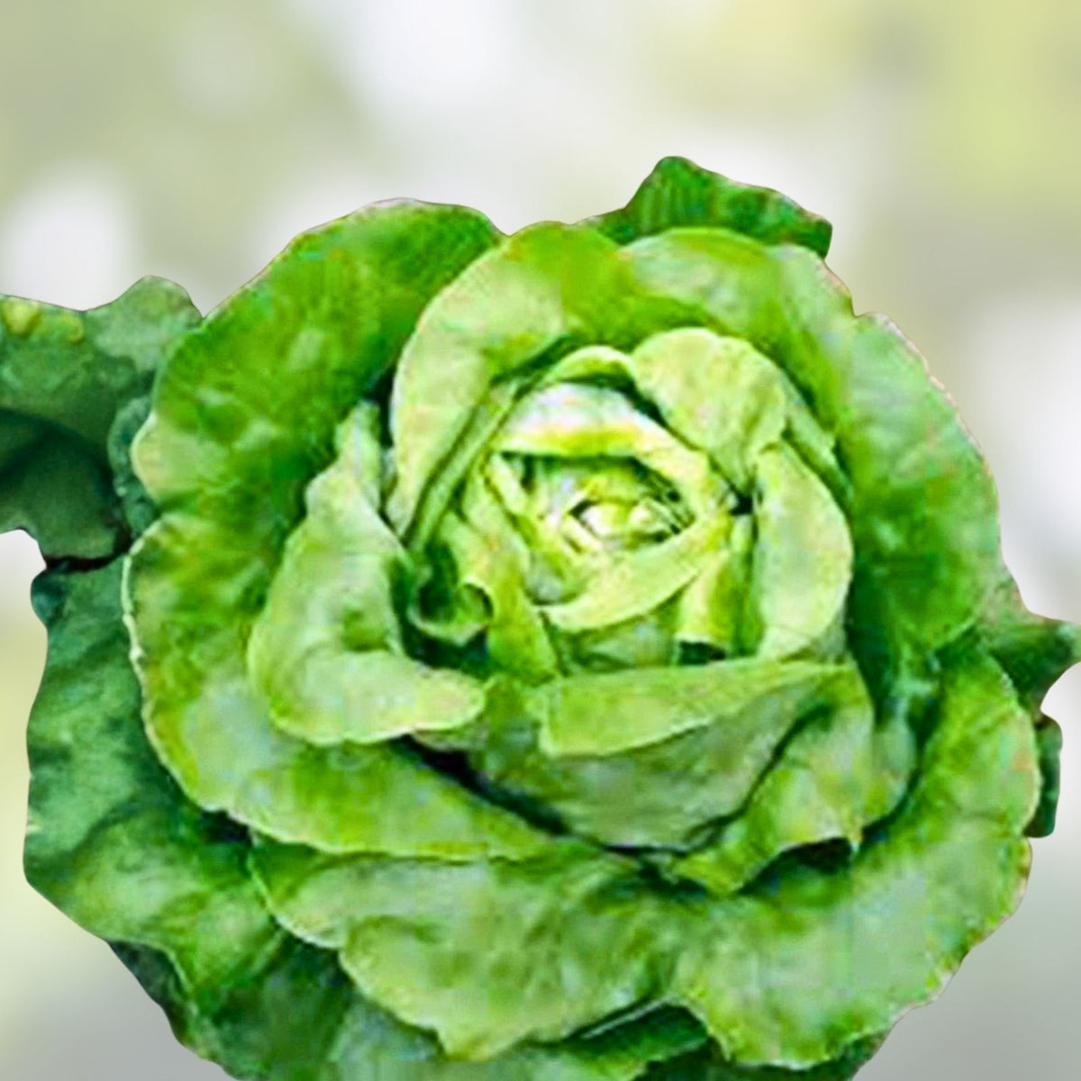 Butterhead Lettuce Seeds - Buttercrunch Heirloom Non-GMO Organic Vegetable Seeds for Home Gardening - 1000 Seeds