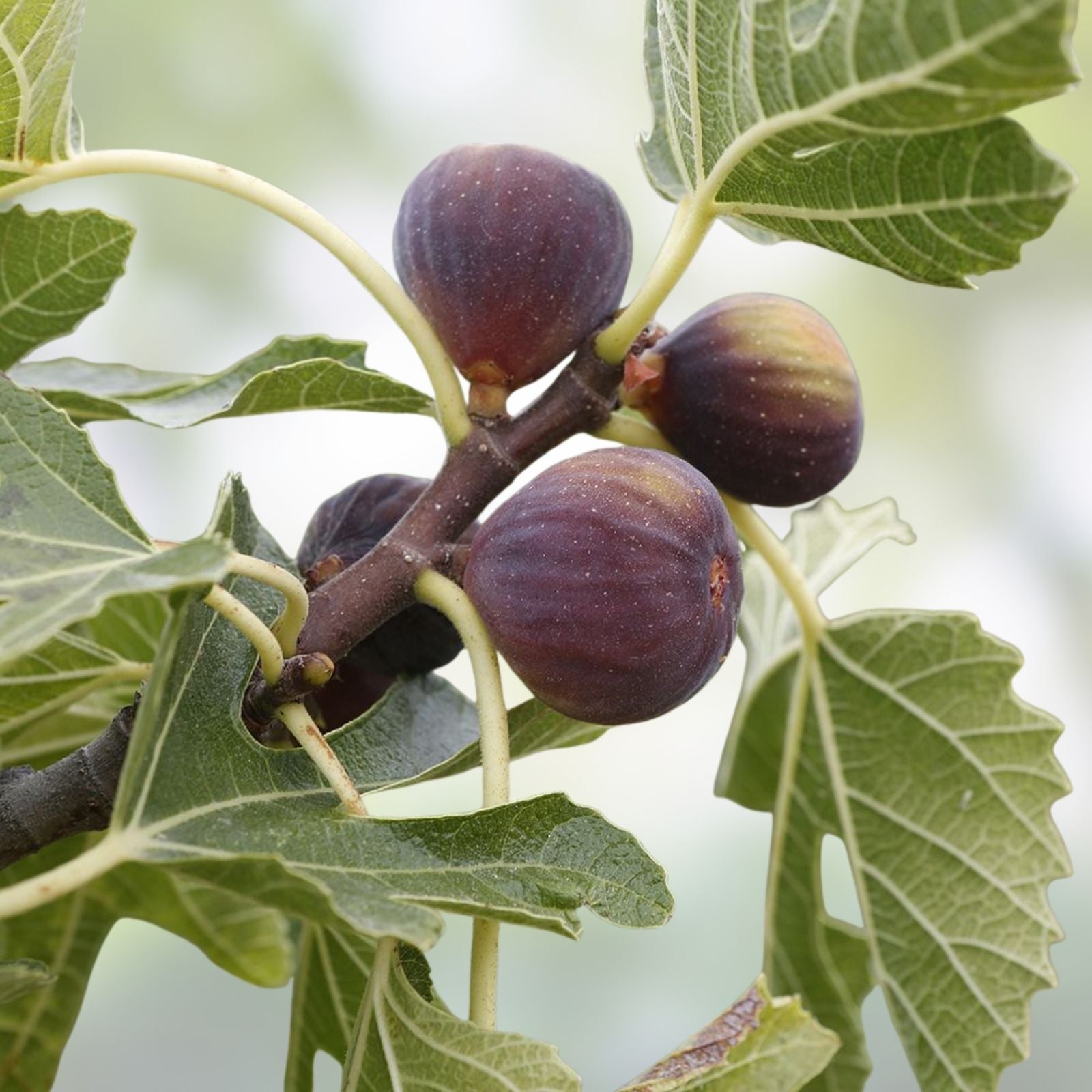 Fig Tree Cuttings 6 Pieces Col de Dame Grise Ficus carica Hardy Healthy Delicious Planting Material