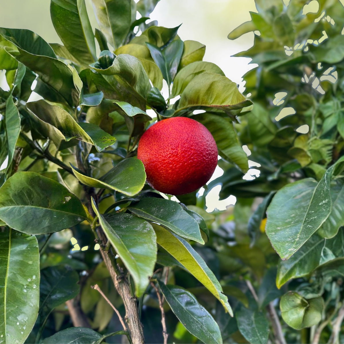 Blood Orange Tree 5 Gallon Citrus Tree - Citrus sinensis - Non-Shipping to California