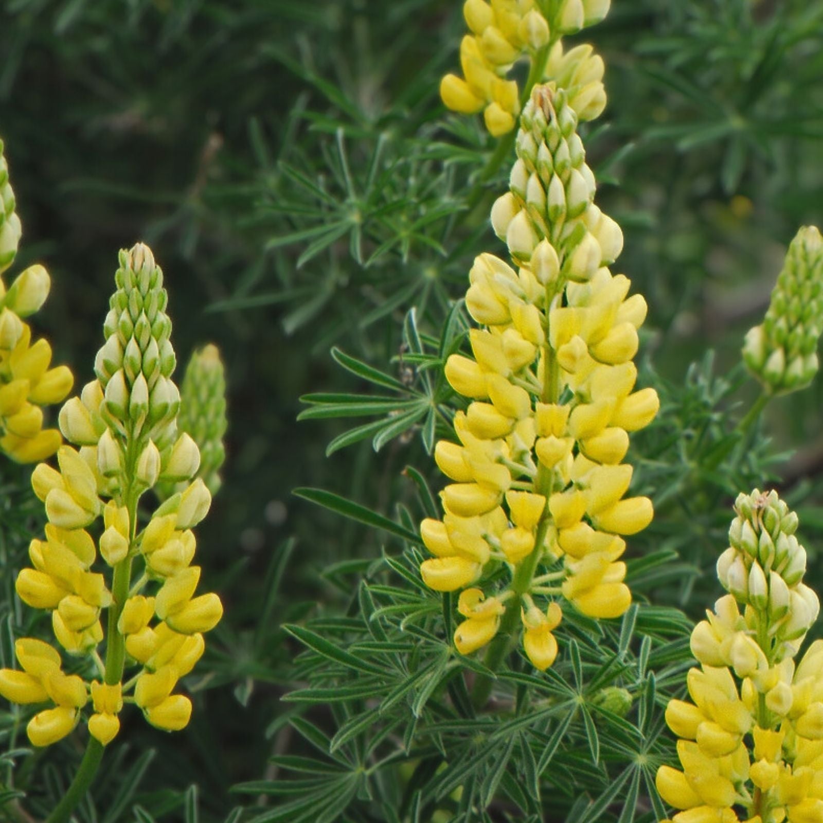 Dwarf Lupine Seeds 100+ Count Pixie Delight Mix Annual Flower Seeds Lupinus hartwegii