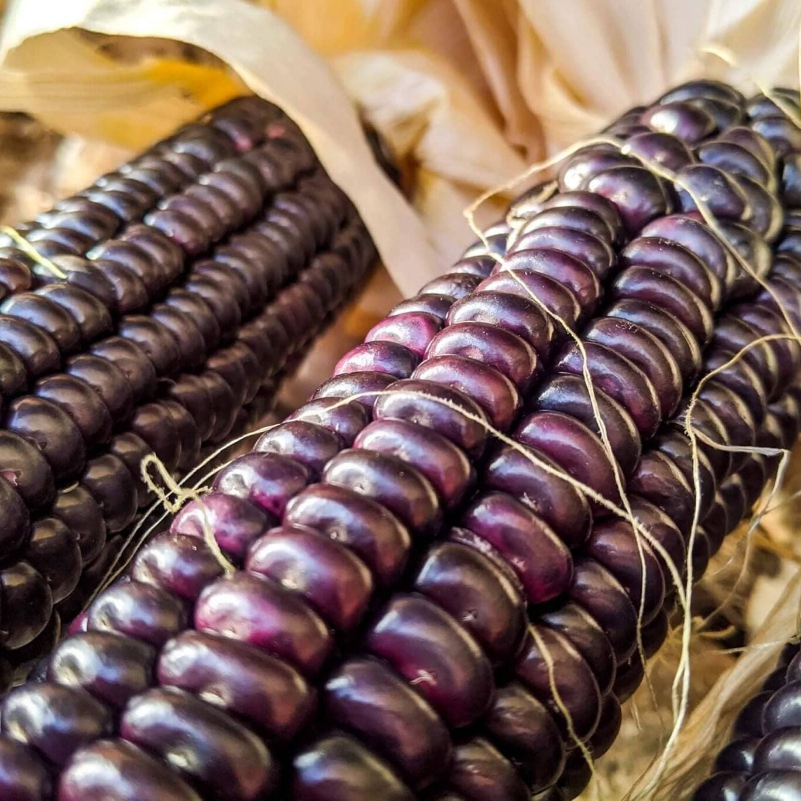 Purple Popcorn Seeds for Planting – 50 Rare Exotic Edible Corn Seeds (Zea mays)