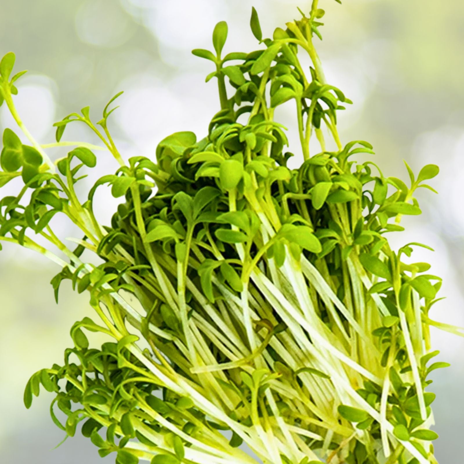 Curled Cress Seeds 100 Heirloom Broadleaf Microgreens Lepidium sativum Non-GMO Organic Planting Kit