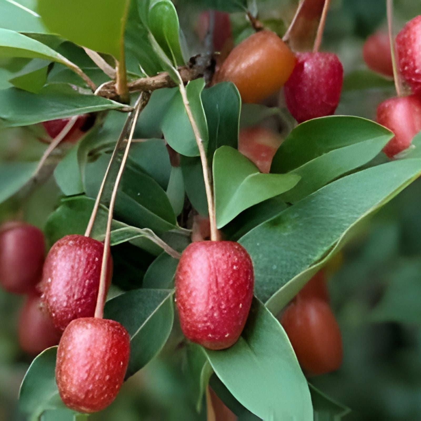 Goumi Cuttings 6 Pack Edible Red Fruits Nitrogen Fixing Permaculture Plant Elaeagnus multiflora