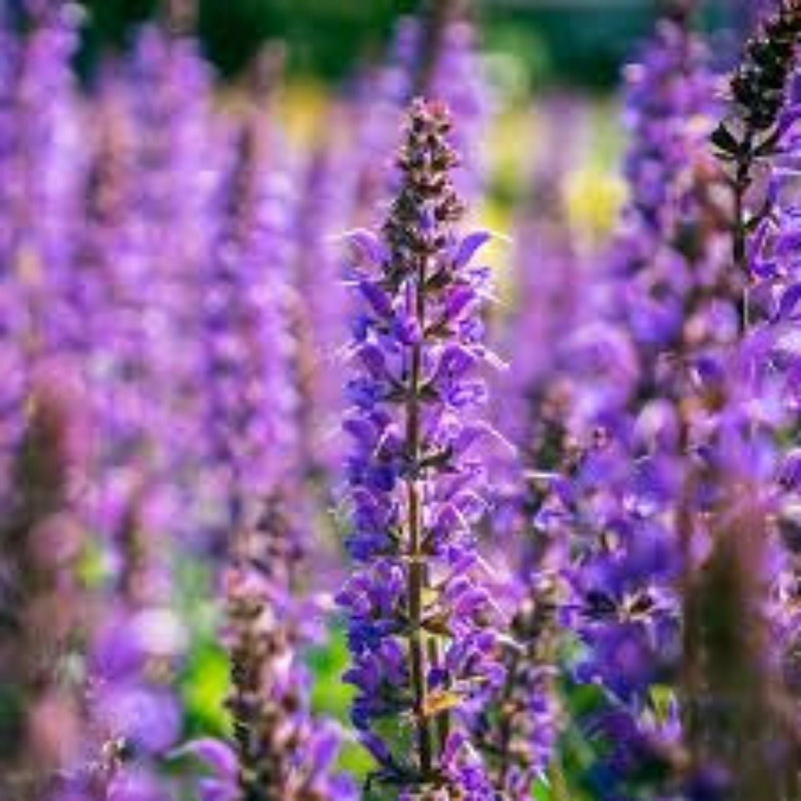 Meadow Sage Live Perennial Plant Bare Root Salvia 'Blue By You' Purple Blooms Butterfly Garden Zones 4-9