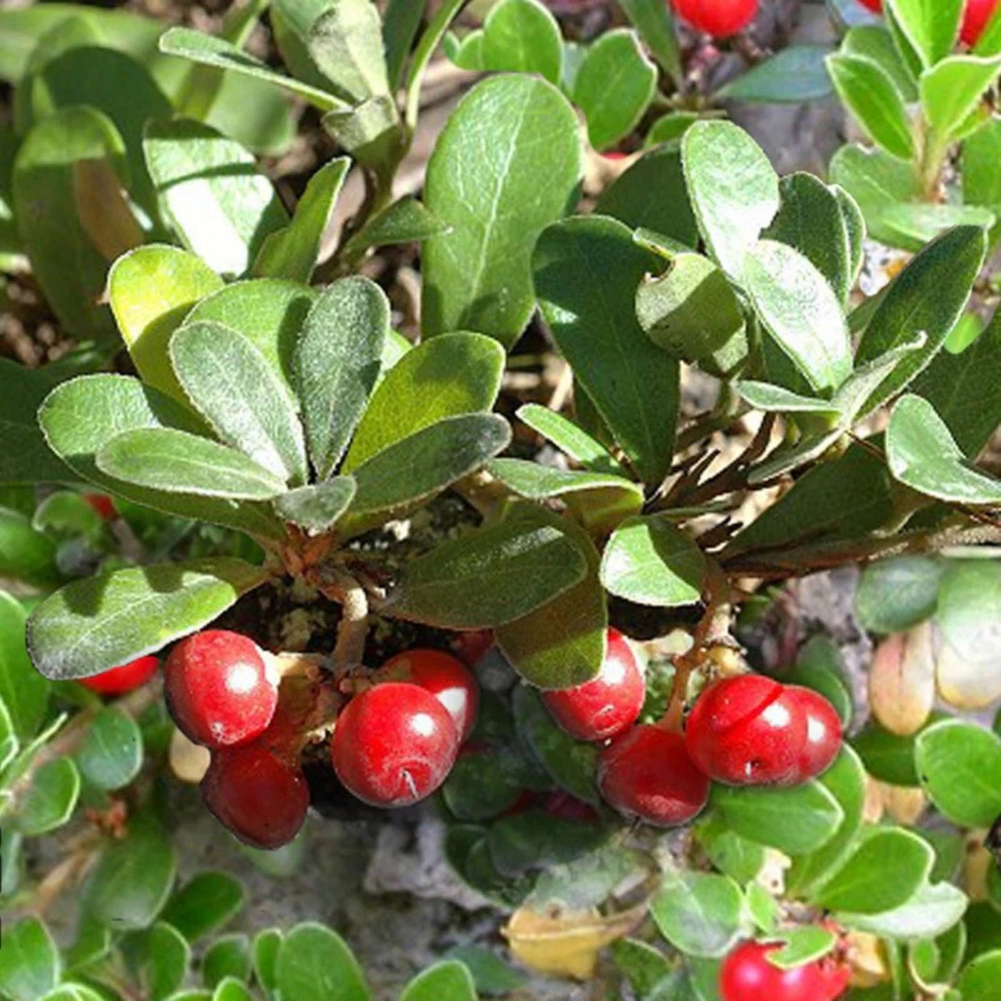 Bearberry Seeds for Planting, 15 Seeds, Fruit Bearing Ground Cover, Arctostaphylos uva-ursi, Evergreen Shrub, Native Plant