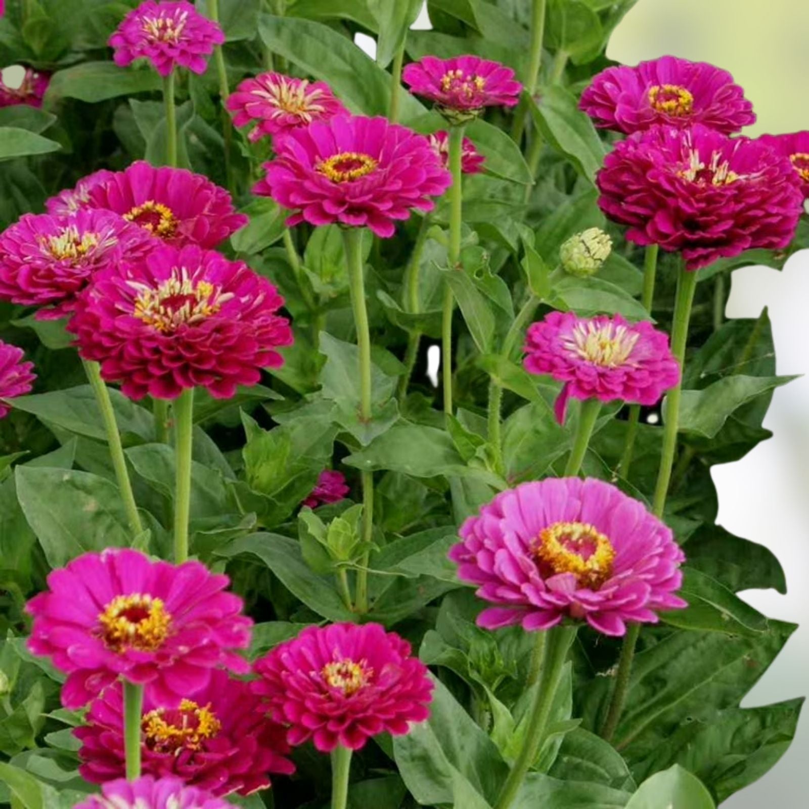 Zinnia Seeds 50+ Count – Bright Color Varieties – Zinnia elegans Flower Seeds for Garden, Patio & Cut Flowers