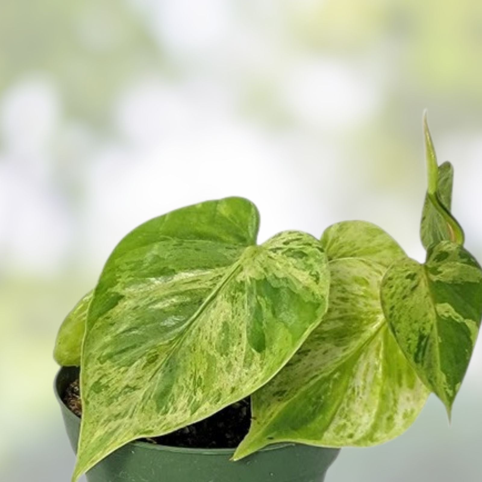 Philodendron Variegated Heartleaf Cuttings – 2 Rooted Cuttings – Philodendron Hederaceum Variegatum – Indoor Houseplant