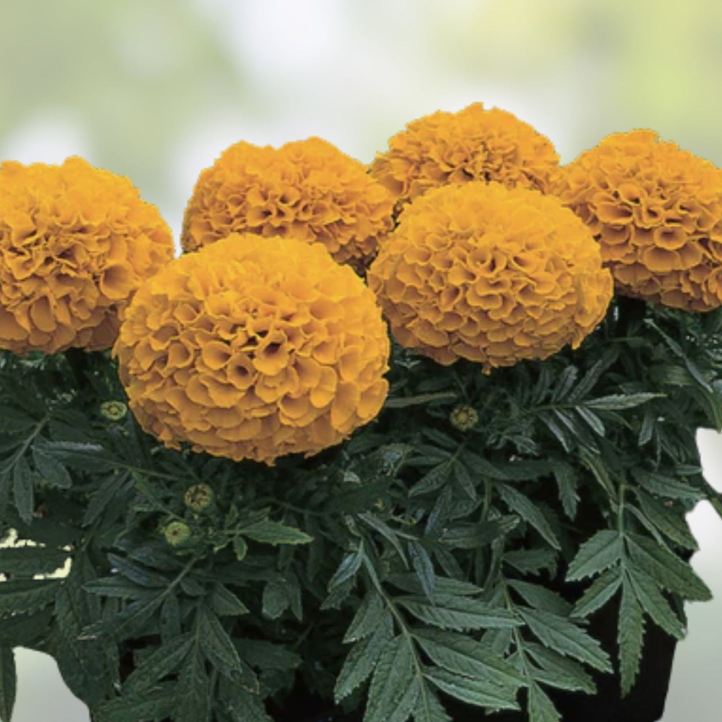 Dwarf Marigold Seeds 100 Organic Gypsy Sunrise Tagetes patula USA Grown Free Shipping