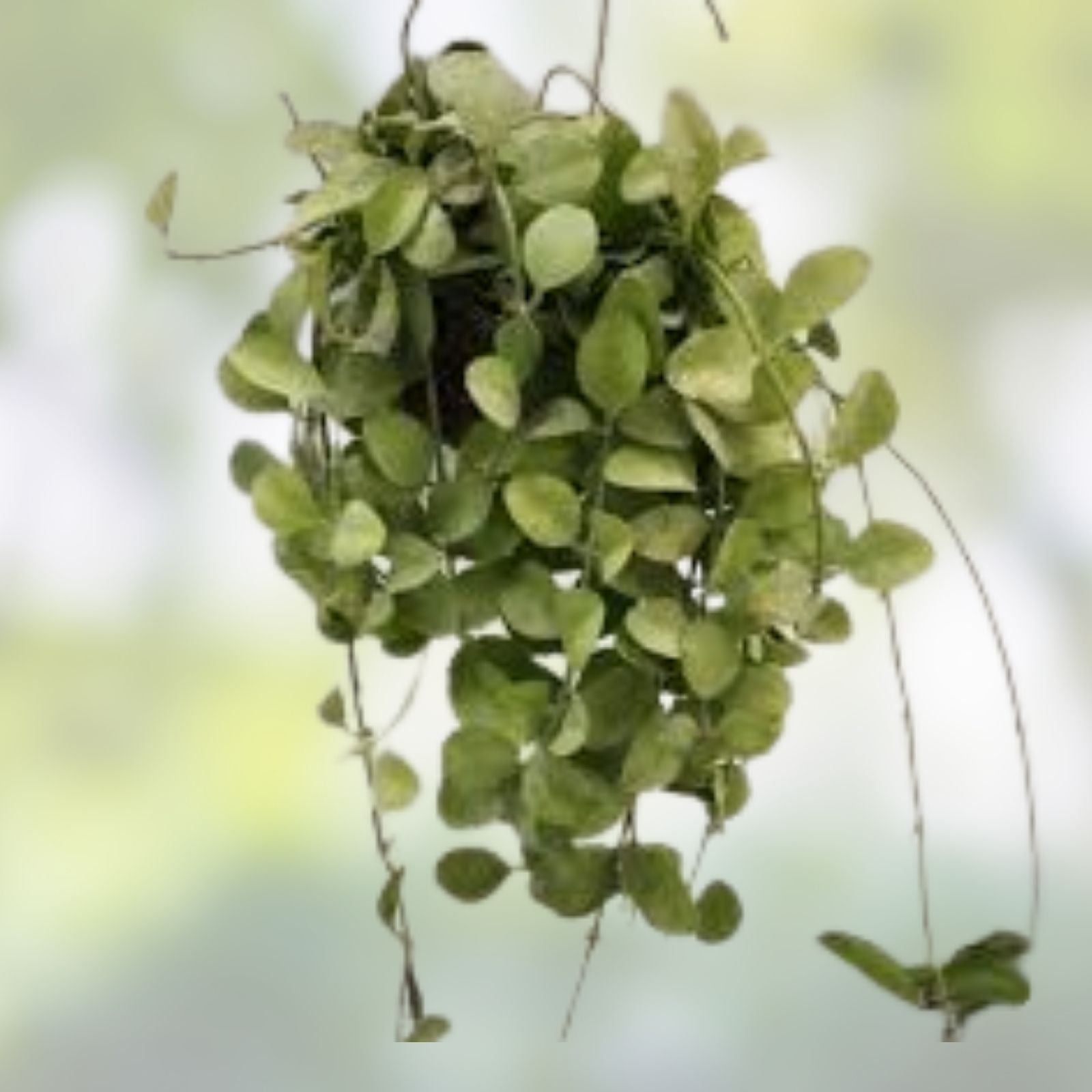 Dischidia Geri Cutting - Lightly Rooted Indoor Plant - Easy Care Houseplant - Dischidia Variety