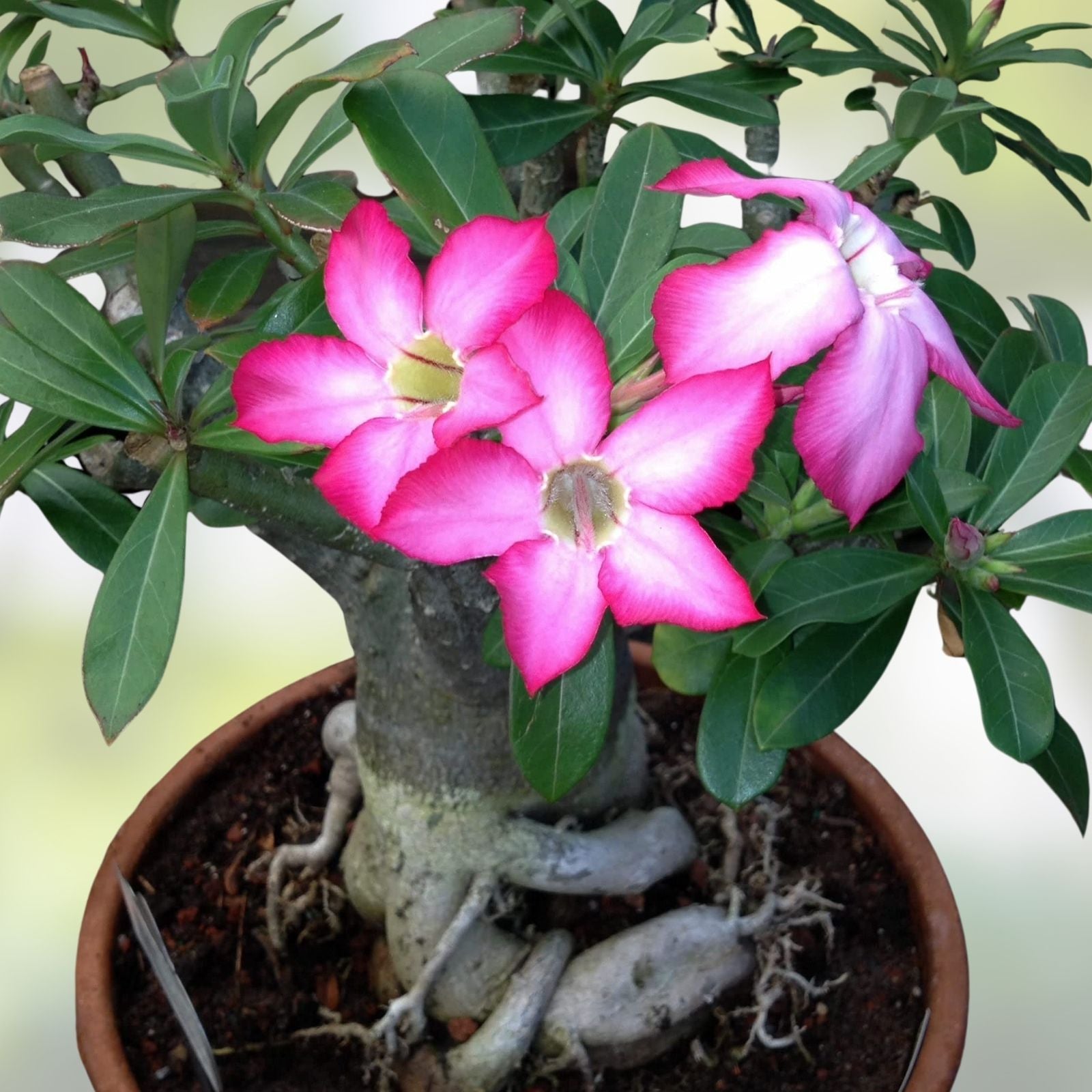 Mixed Color Desert Rose Seeds 10 Pack | Adenium Obesum | Easy to Grow Flower Seeds for Garden and Patio