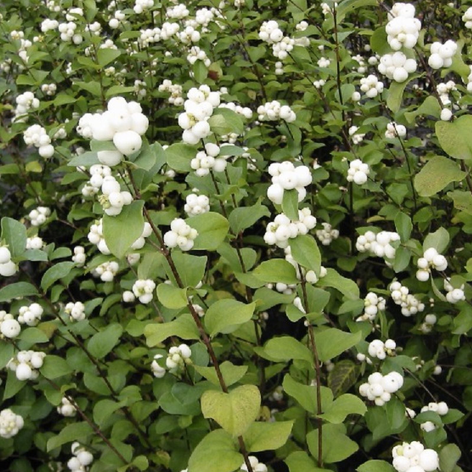 Snowberry Bush Seedlings, Hardy Shrubs for Planting, Symphoricarpos Albus, No Ship to CA