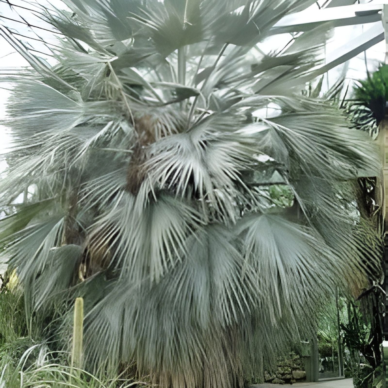 Brahea Armata Blue Hesper Palm Seeds – Rare Blue Palm Tree Seeds for Gardens & Landscapes, 8 Seeds