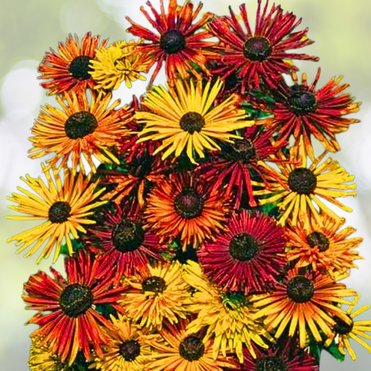 Black Eyed Susan Seeds - 40 Pack - CHIM CHIMINEE Heirloom Rudbeckia - Non-GMO Pollinator Friendly