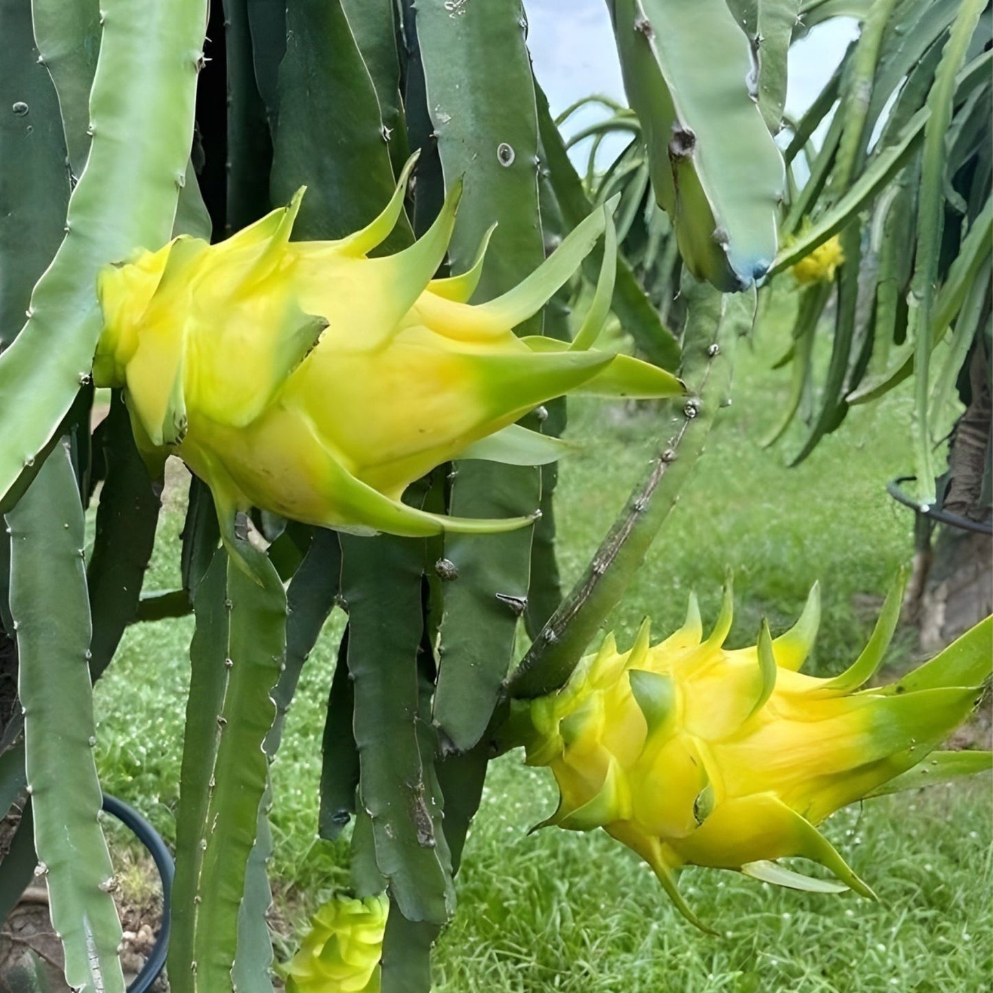White Flesh Dragon Fruit Cuttings - 10-12 Inch Fresh Pitaya Succulent Cactus - No Root Hylocereus undatus