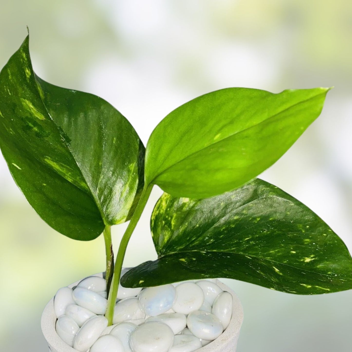 Rooted Golden Pothos Plant Cutting - Epipremnum aureum Indoor Houseplant, Easy Care Greenery, Starter Plant