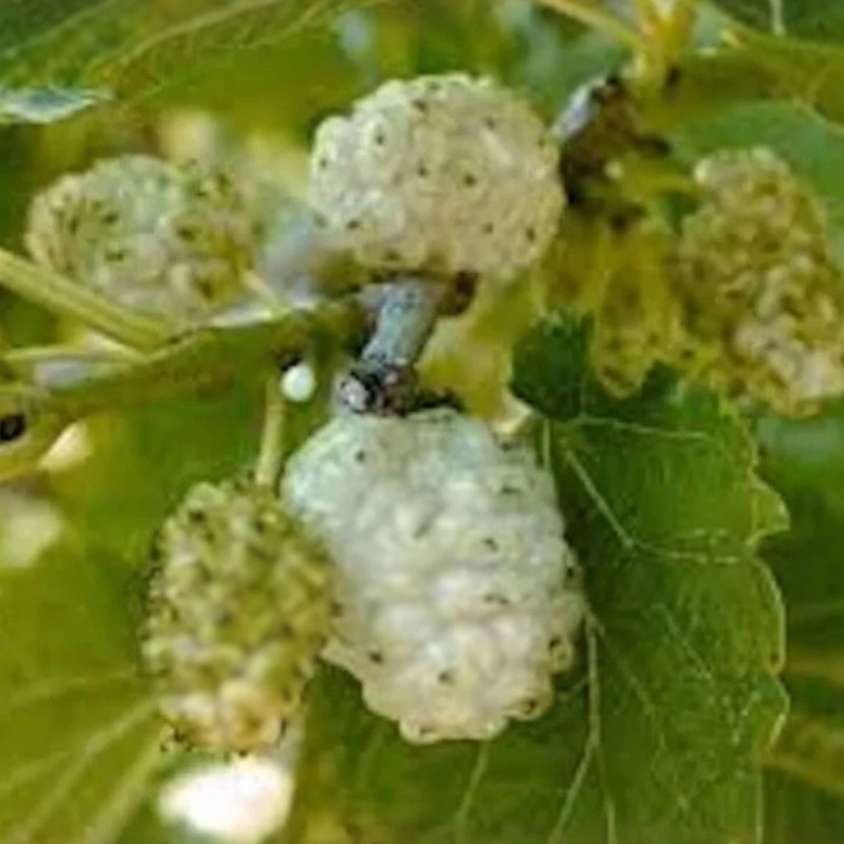 White Mulberry Tree 1-2ft Bare Root Morus alba - Fast Growing, Hardy for Zones 3-9, Ideal for Full Sun, Clay or Sandy Soil