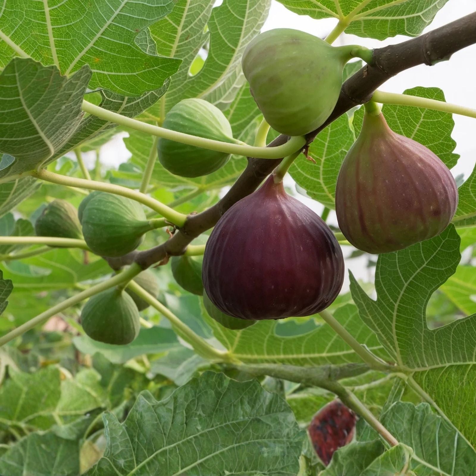 Fignomenal Fig Plant Edible Variety Ficus carica for Home Gardens Fresh Fruit Production