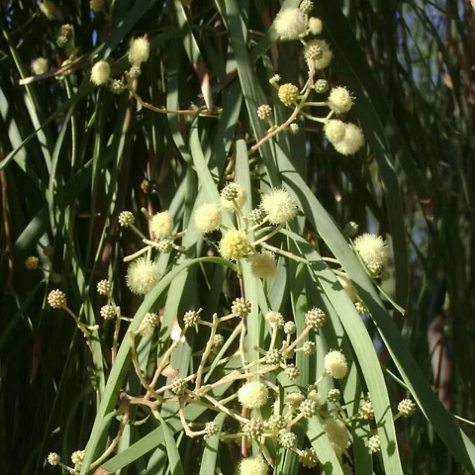 Acacia Stenophylla Seeds - Shoestring Wattle - Drought Tolerant - 25 Pack - Australian Native Plant Seeds