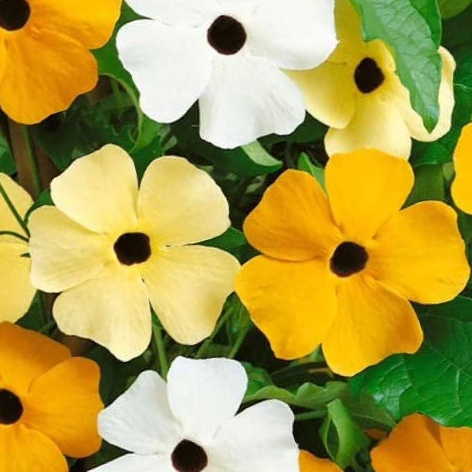 Black Eyed Susan Vine Seeds 100 Count - Thunbergia alata - Exotic Garden Flowers for Planting - Made in USA