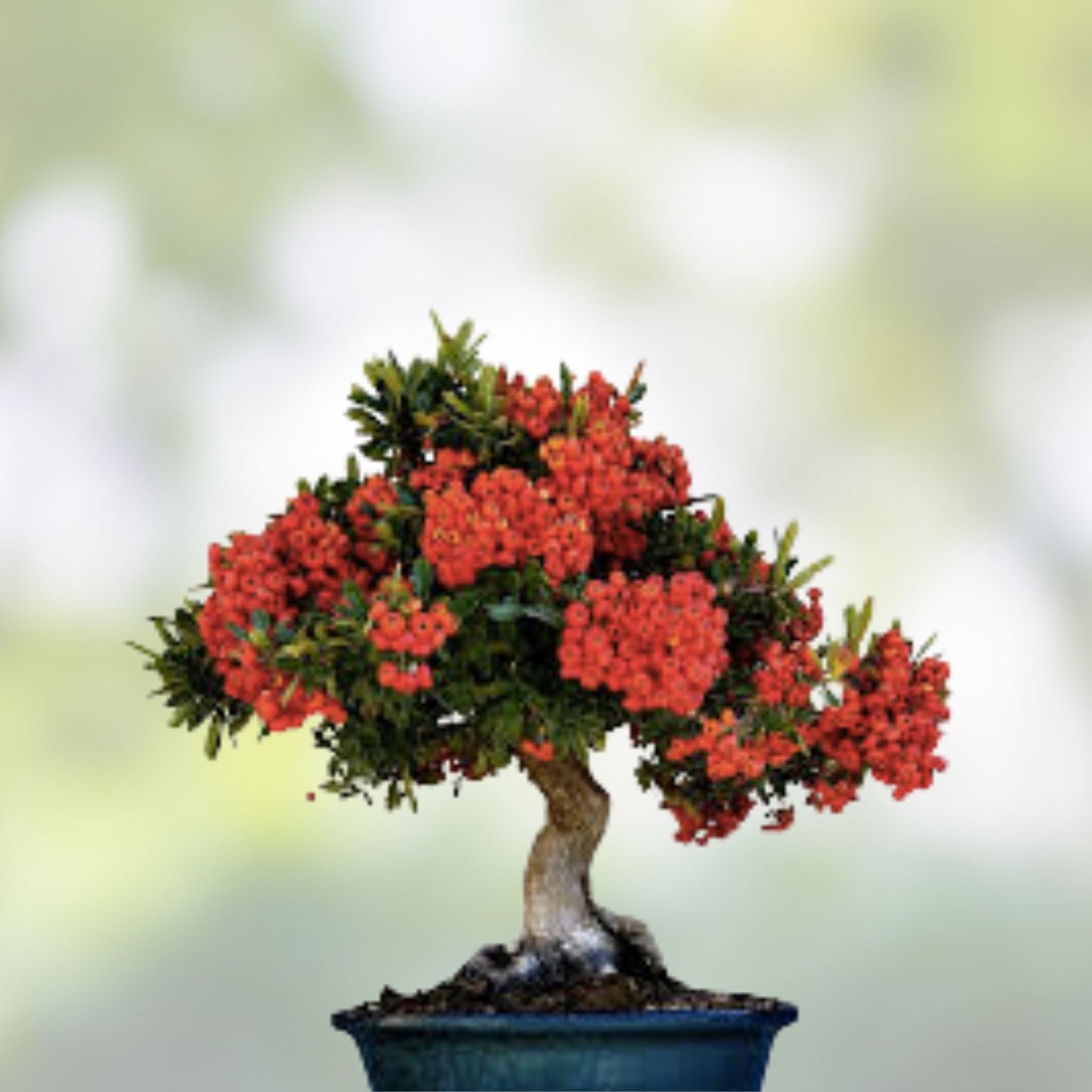 Bonsai Firethorn Tree Seeds - 50 Seeds for Planting - Pyracantha Coccinea - Drought-Resistant Ornamental Shrub