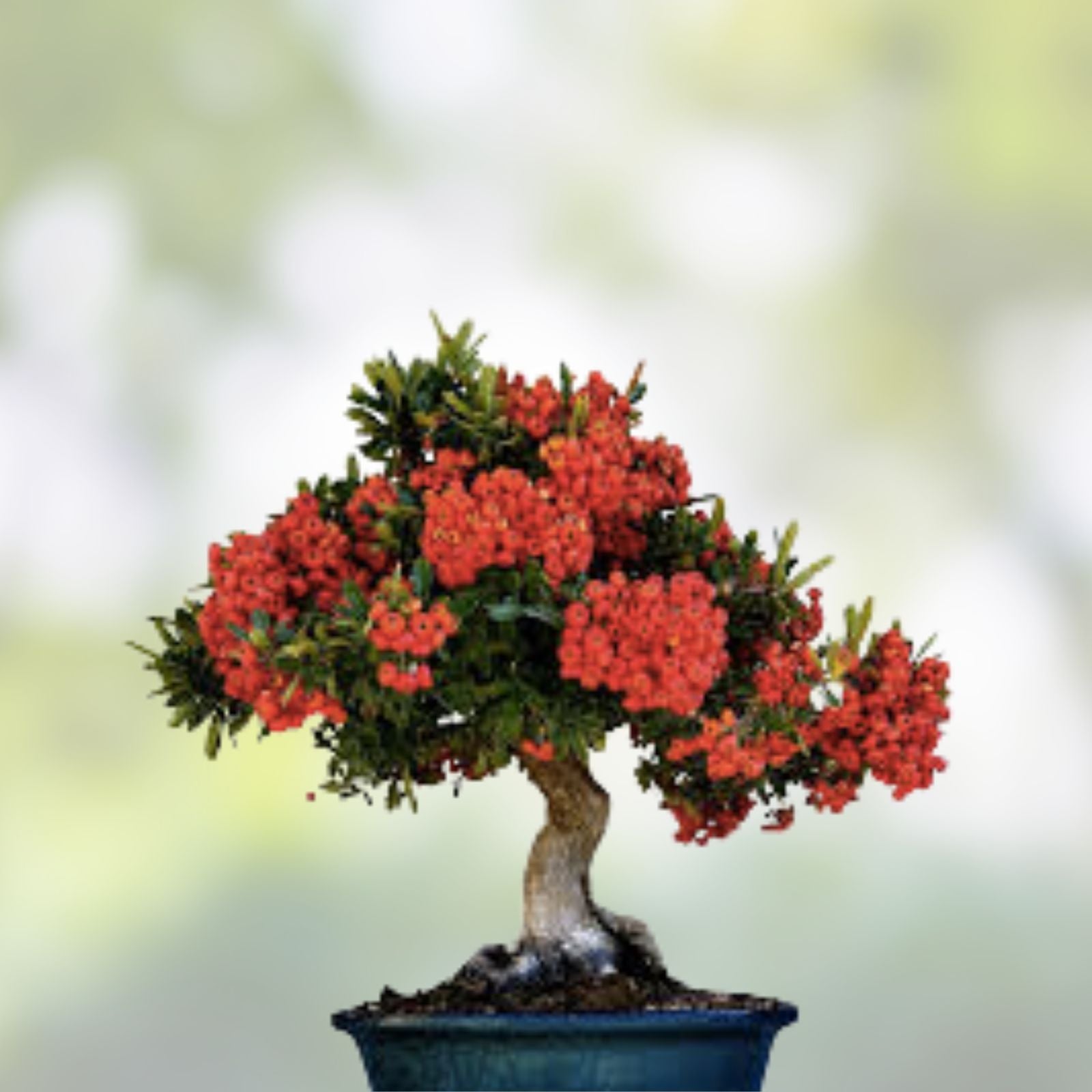 Bonsai Firethorn Tree Seeds - 50 Seeds for Planting - Pyracantha Coccinea - Drought-Resistant Ornamental Shrub