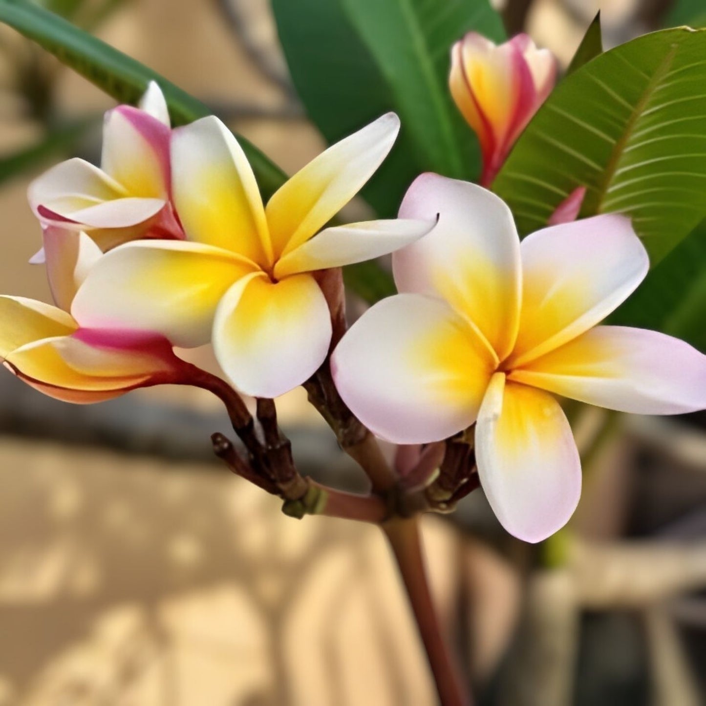 Rooted Plumeria Cutting - Polynesian Sunset - Fragrant Tropical Flower - Plumeria spp.