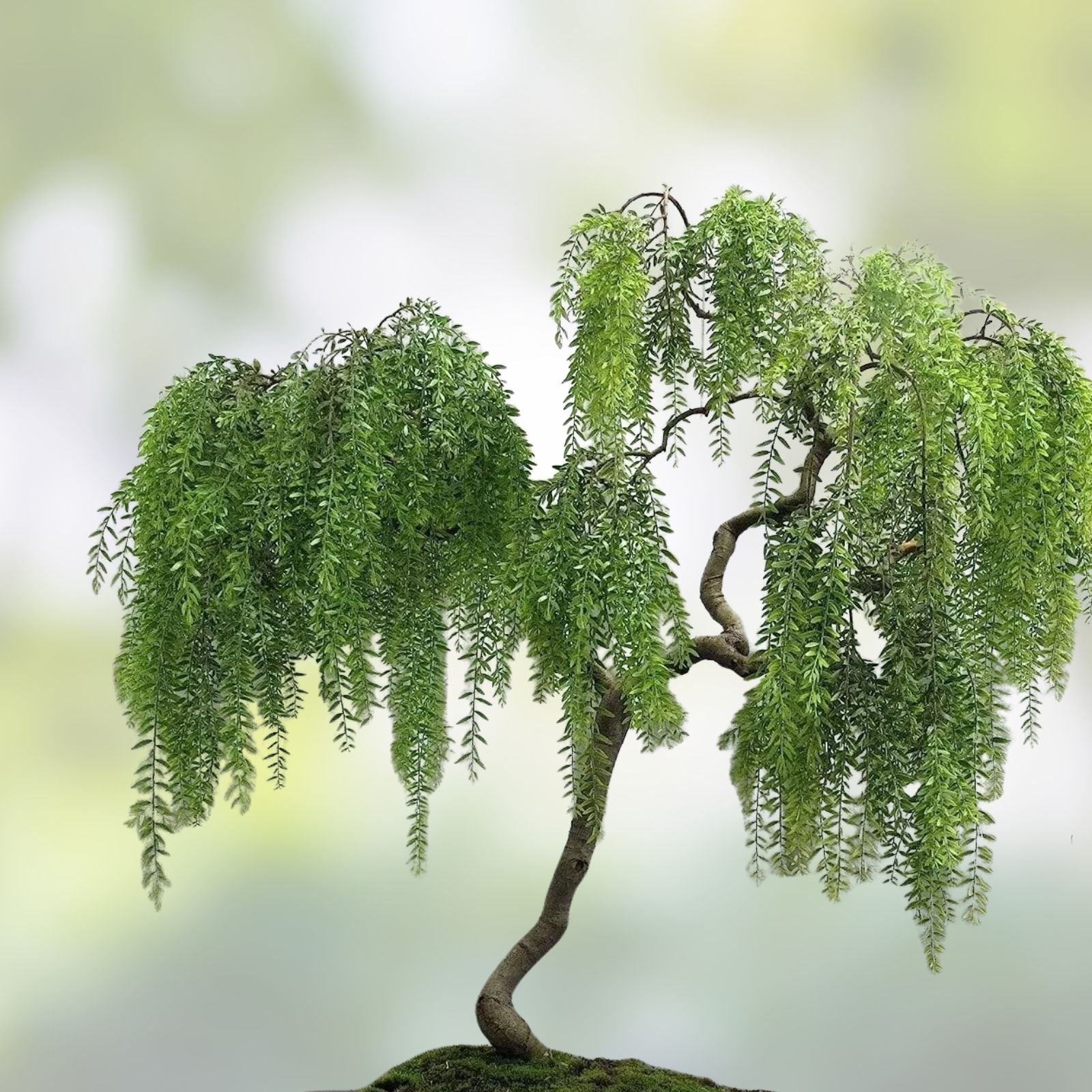 Dragon Bonsai Cutting - Weeping Willow Tree - Dwarf Salix Babylonica - Thick Trunk Plant for Bonsai and Landscaping
