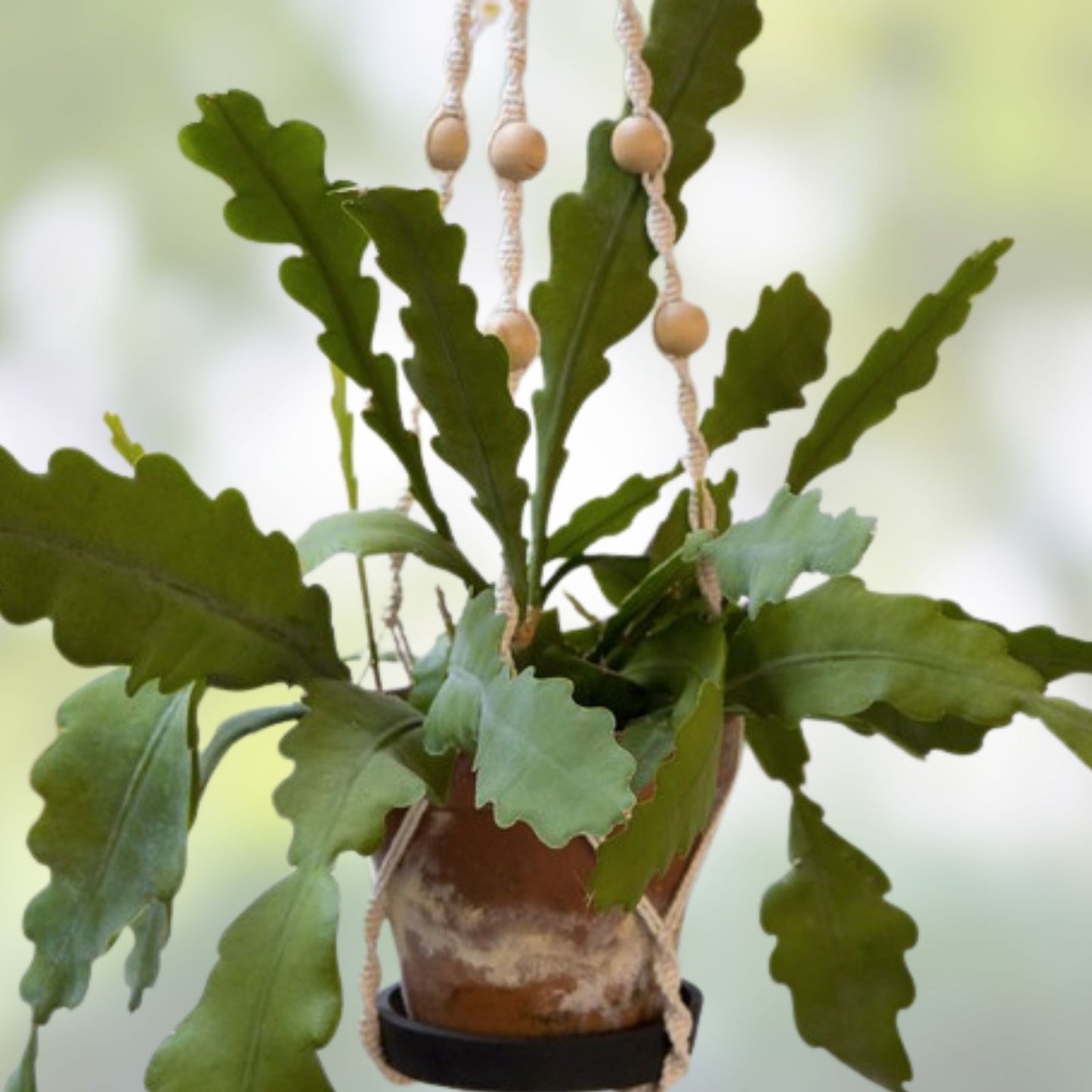 Epiphyllum Pierette Unrooted Cutting - Rare Orchid Cactus - Exotic Houseplant for Propagation
