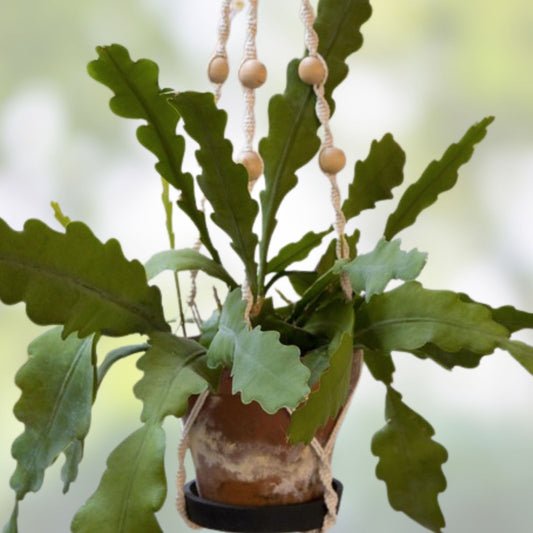 Epiphyllum Pierette Unrooted Cutting - Rare Orchid Cactus - Exotic Houseplant for Propagation