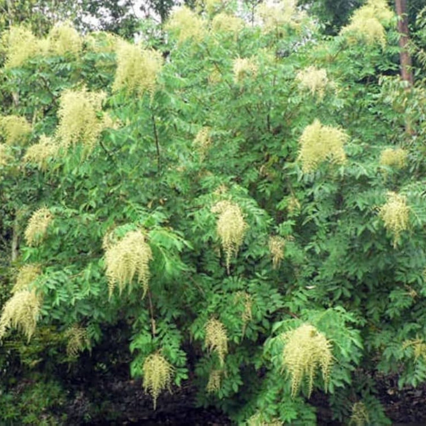 Chinese Sumac Tree Seeds 30 Pack - Nutgall Tree Seeds Rhus chinensis for Planting and Landscaping