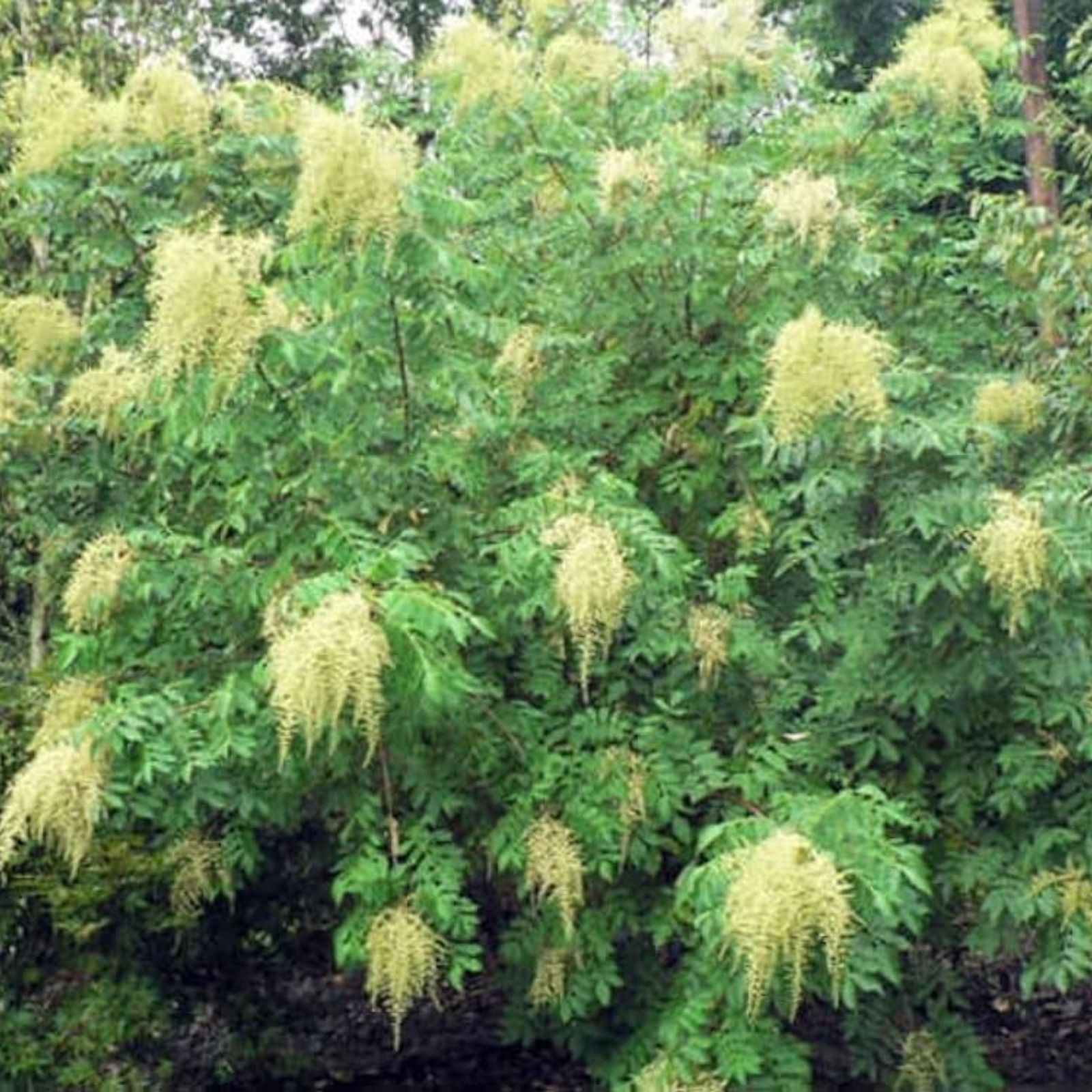 Chinese Sumac Tree Seeds 30 Pack - Nutgall Tree Seeds Rhus chinensis for Planting and Landscaping