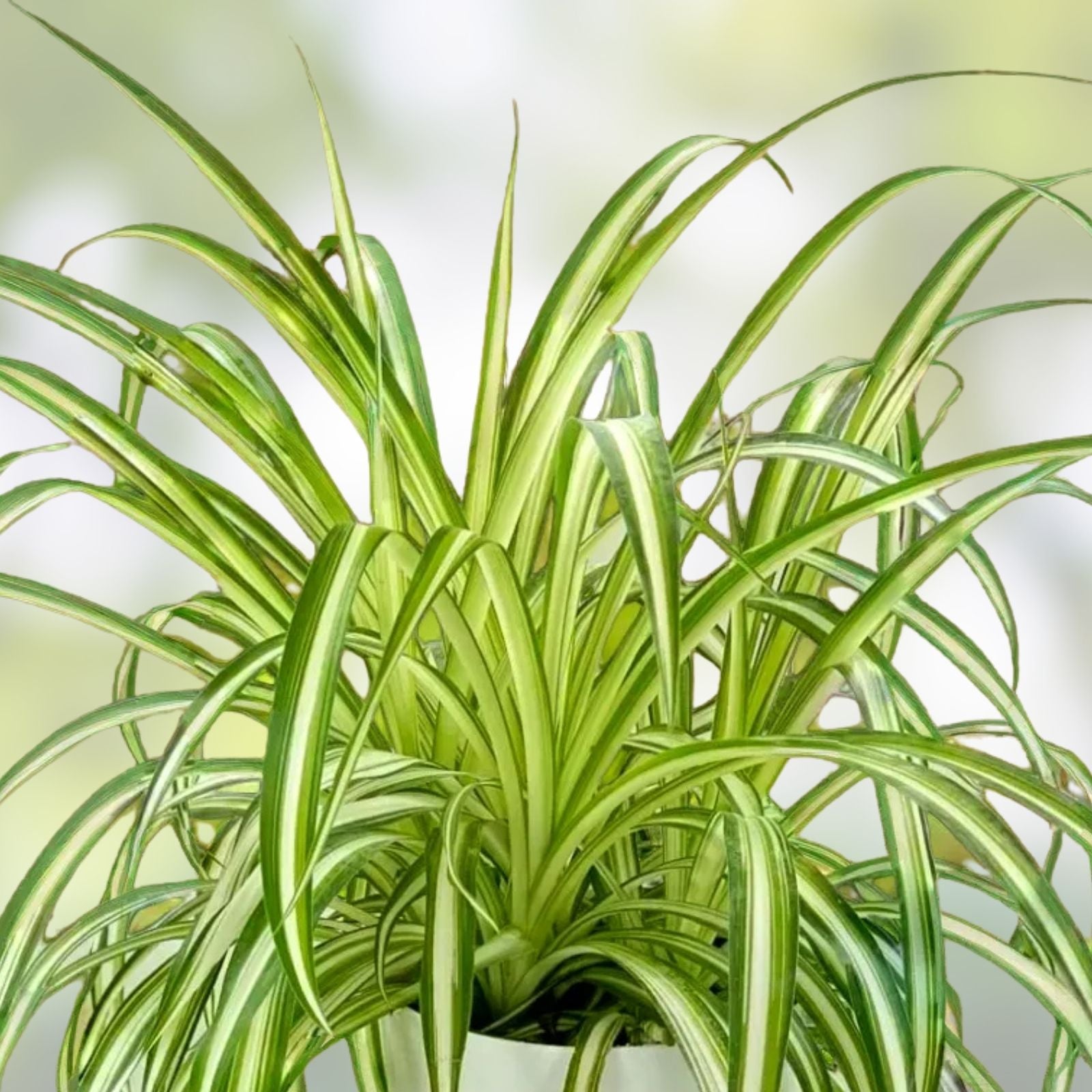 Variegated Spider Plant 8" Live Houseplant - Chlorophytum comosum - Easy Care Indoor Plant - Air Purifying, Low Maintenance