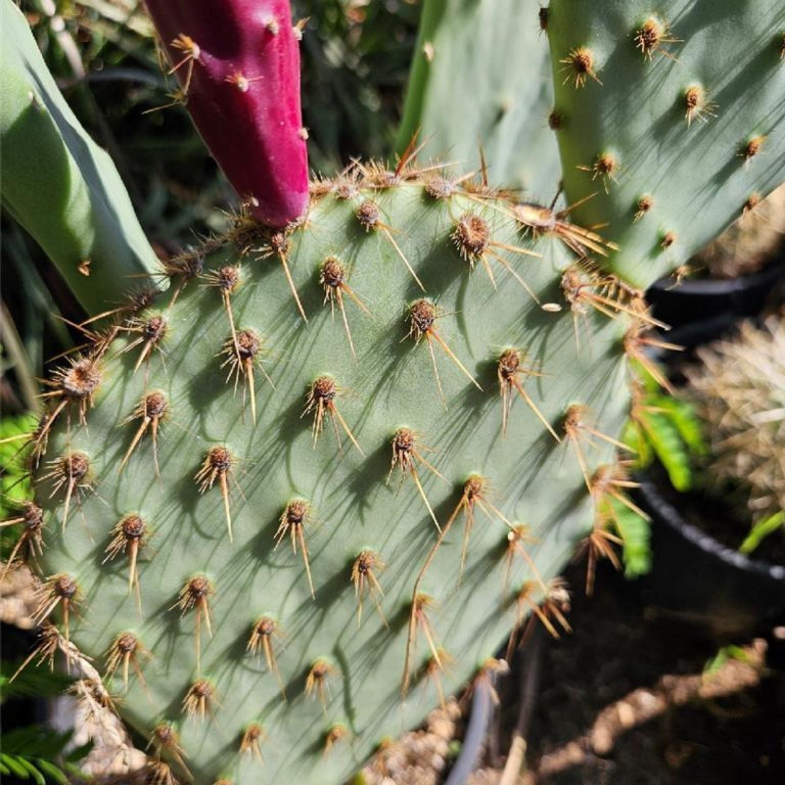Opuntia Galapageia var. Profusa Cactus Plant with Large Pad and Attached Fruit - Unrooted Succulent