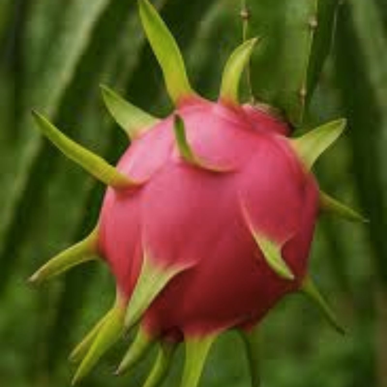 American Beauty Dragon Fruit Cuttings 8-10" Red Flesh Self-Pollinating Hylocereus costaricensis