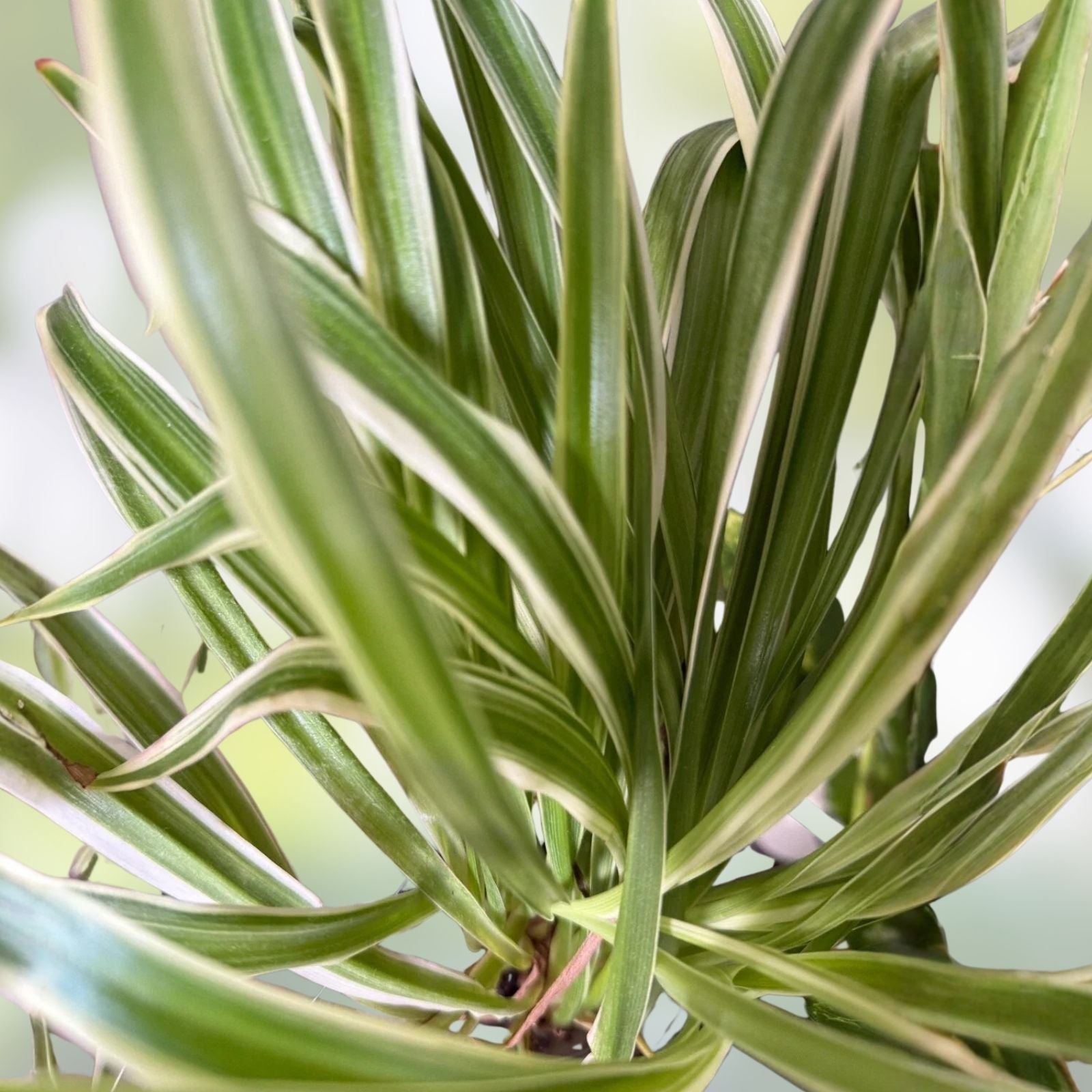 Variegated Spider Plant Babies 2 Pack - Easy Care Houseplants Chlorophytum comosum - Indoor Plant Gift
