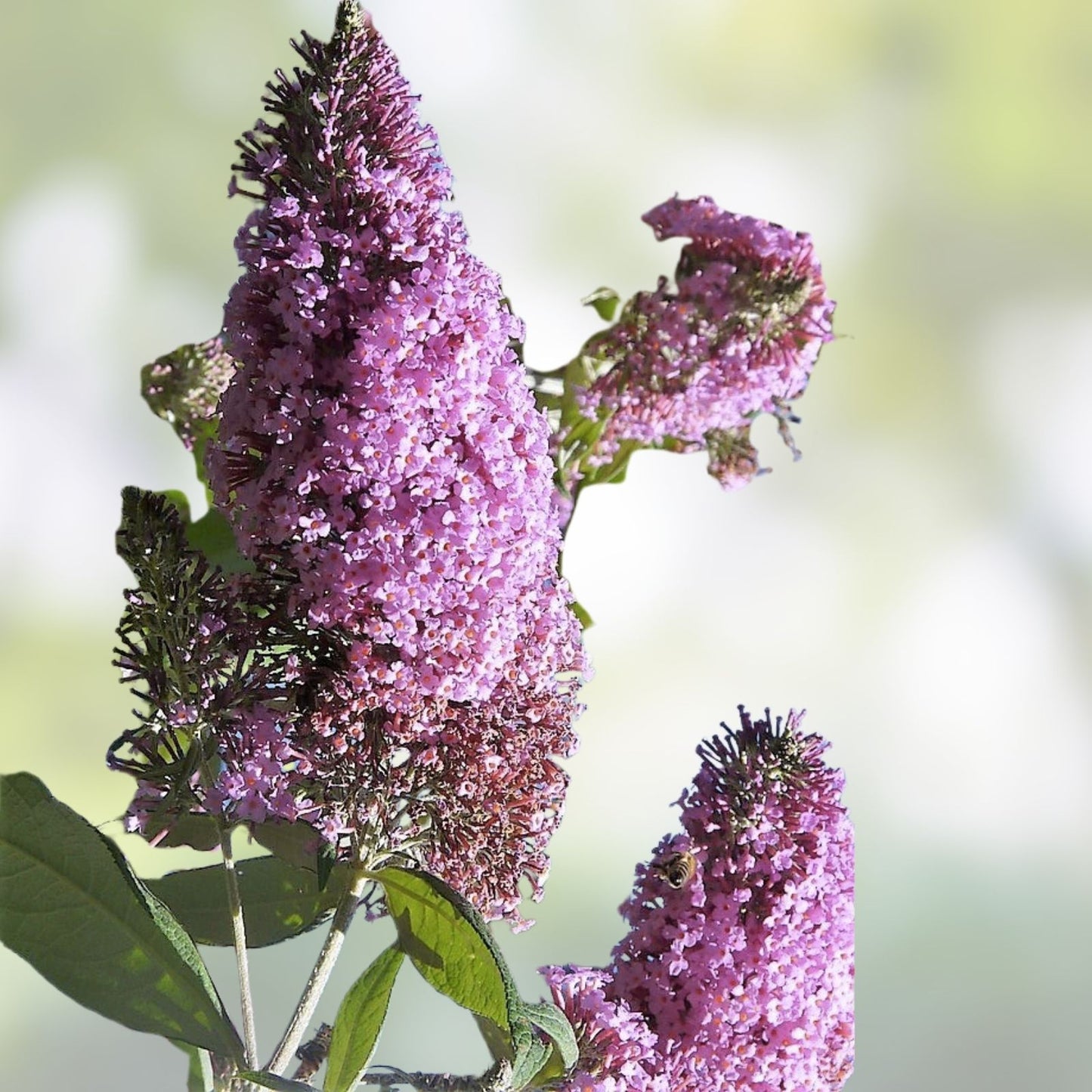 Butterfly Bush Seeds 100 Mixed Colors Buddleia Davidii Flower Shrub Perennial Garden Plants