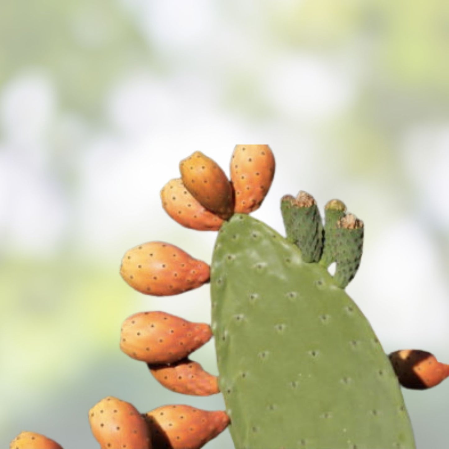 Opuntia X Vaseyi Pad Cutting | Vasey's Prickly Pear Cactus | Succulent Plant | Redlands CA | Cactus Cutting