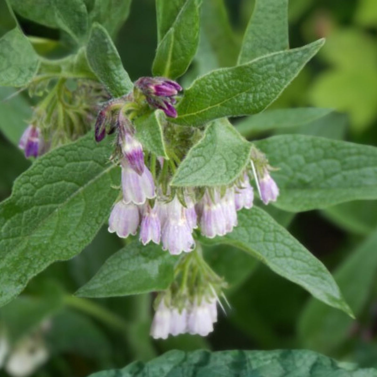 Russian Comfrey Live Root Cuttings Bocking 4 Cultivar Symphytum x uplandicum for Herbal Remedies Gardening
