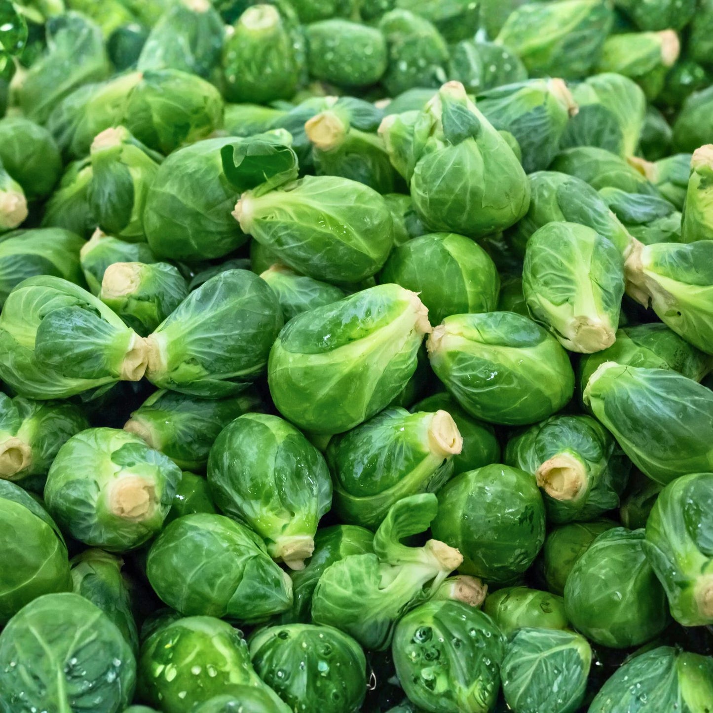 Heirloom Non-GMO Brussel Sprouts Seeds, Long Island Variety, 50+ Seeds for Home Garden, Brassica oleracea